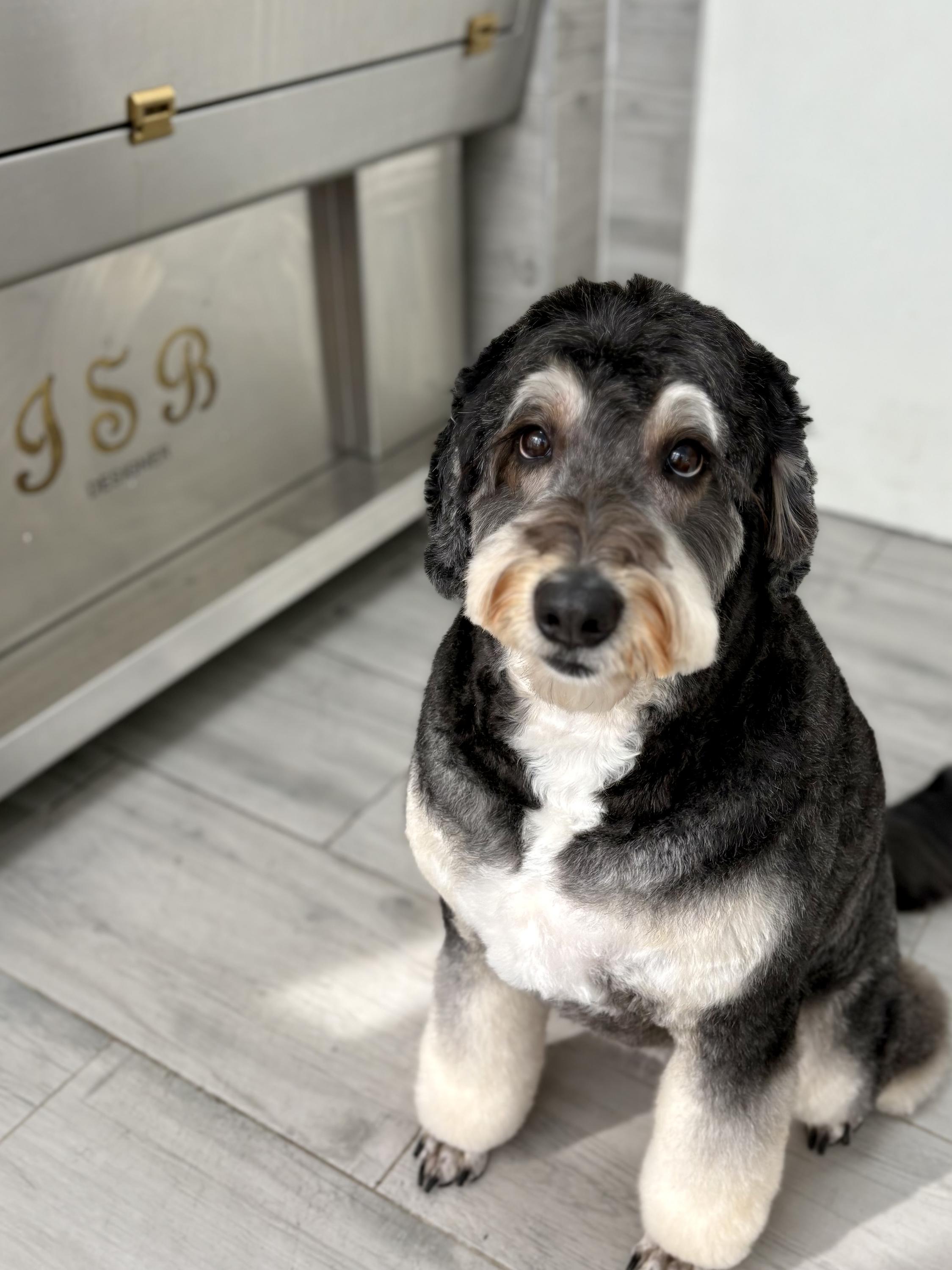 DOG salon Lusy Praha foto 3