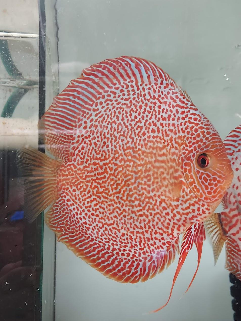 Růžička Discus foto 3