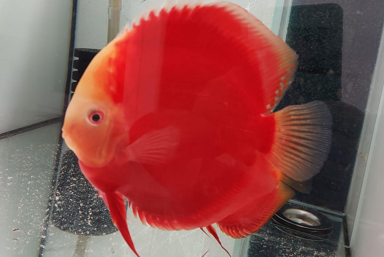 Růžička Discus