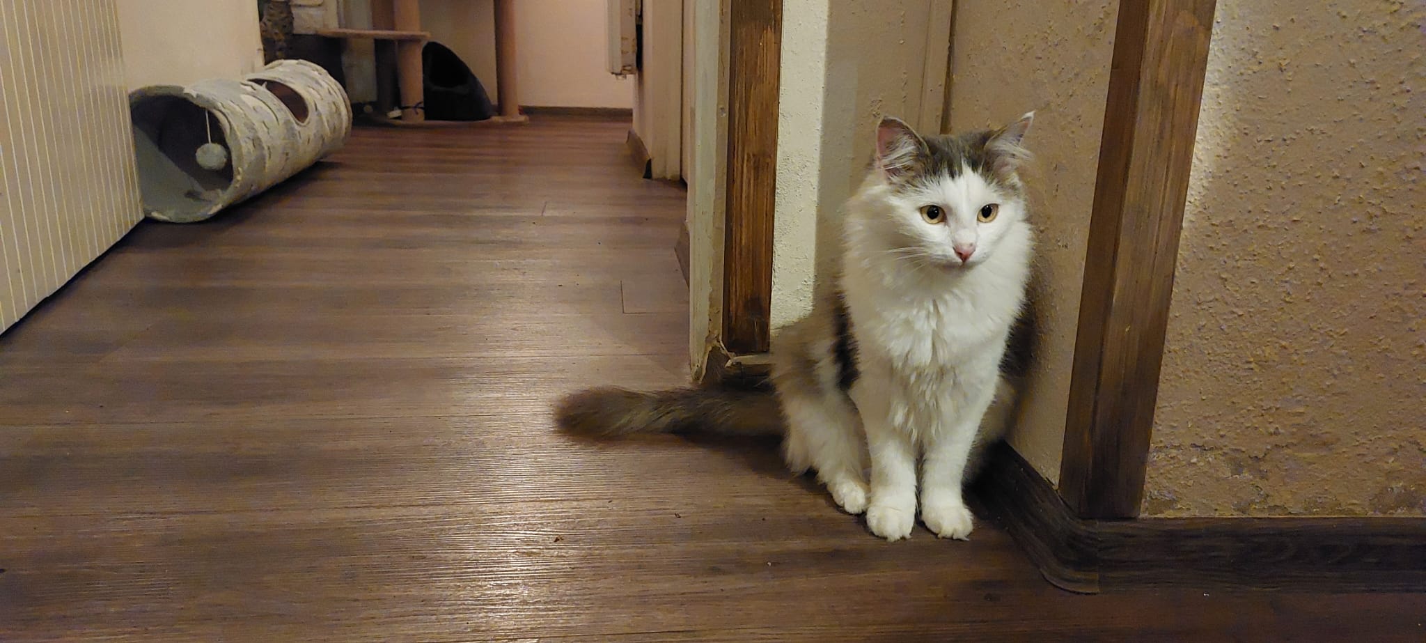 Kočičí kavárna u řeky foto 5