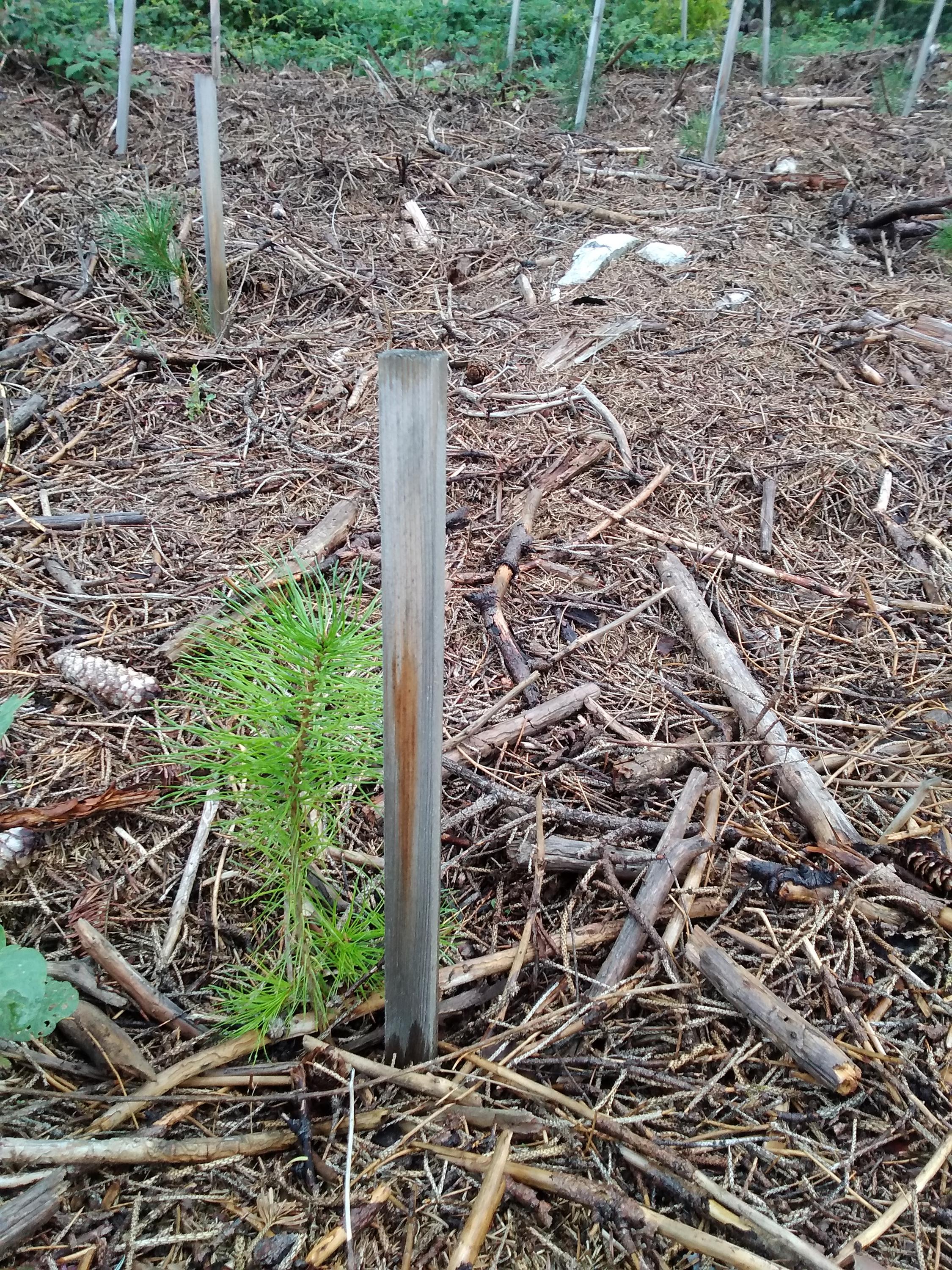 Lesní práce - Obnovles foto 6