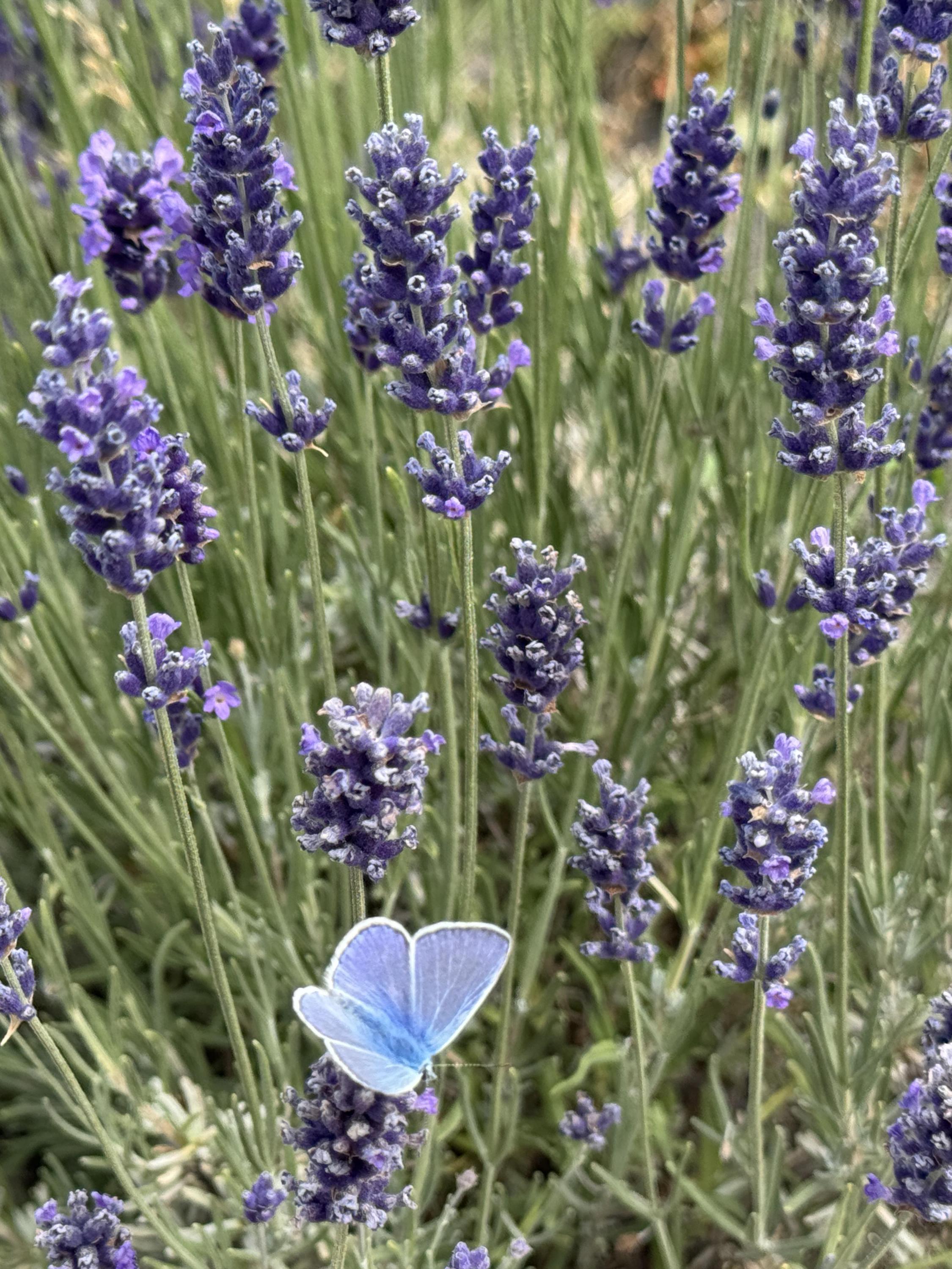 Statek Netovice- Buď beran foto 5