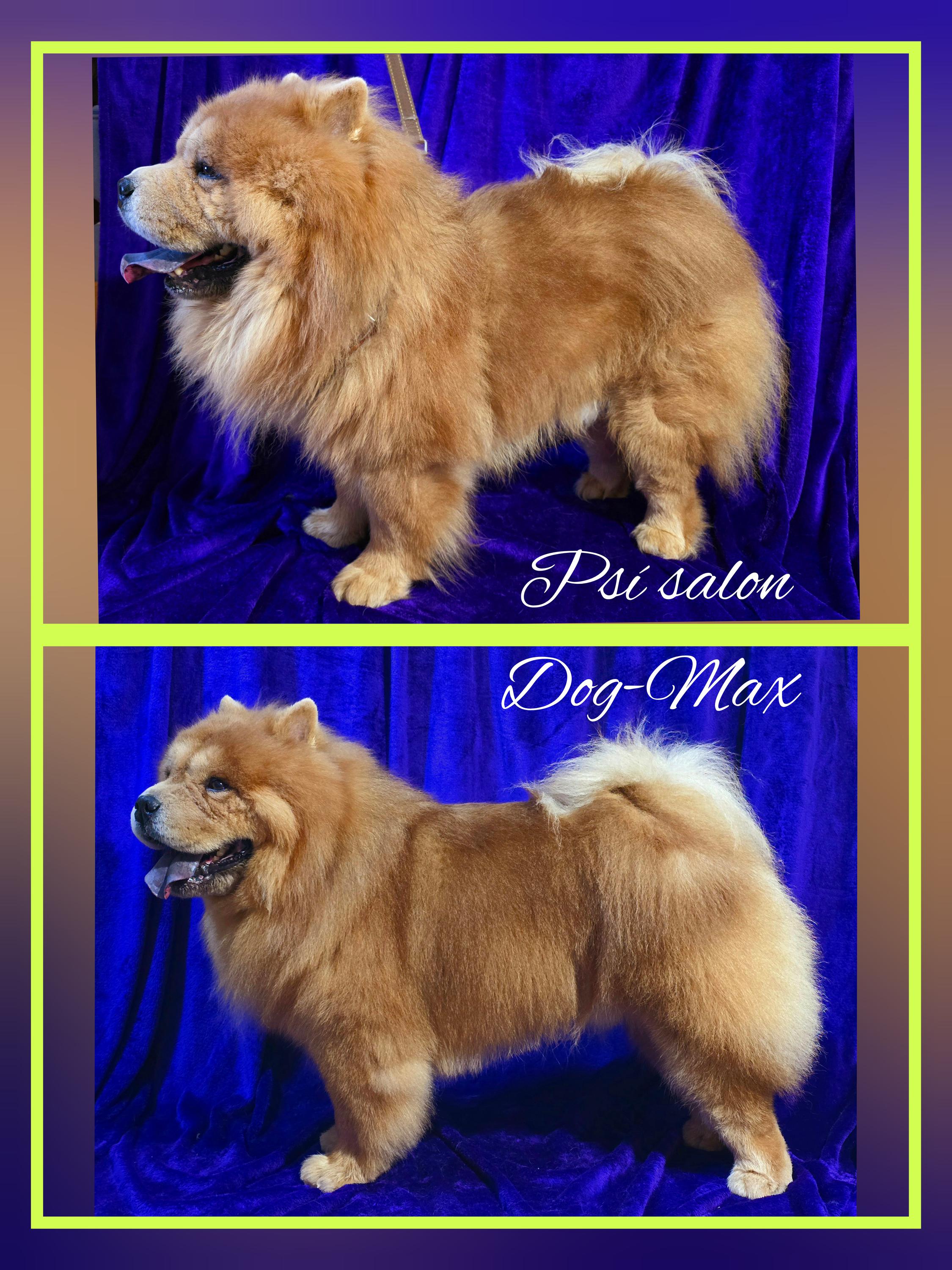 Psí salon DOG MAX foto 2