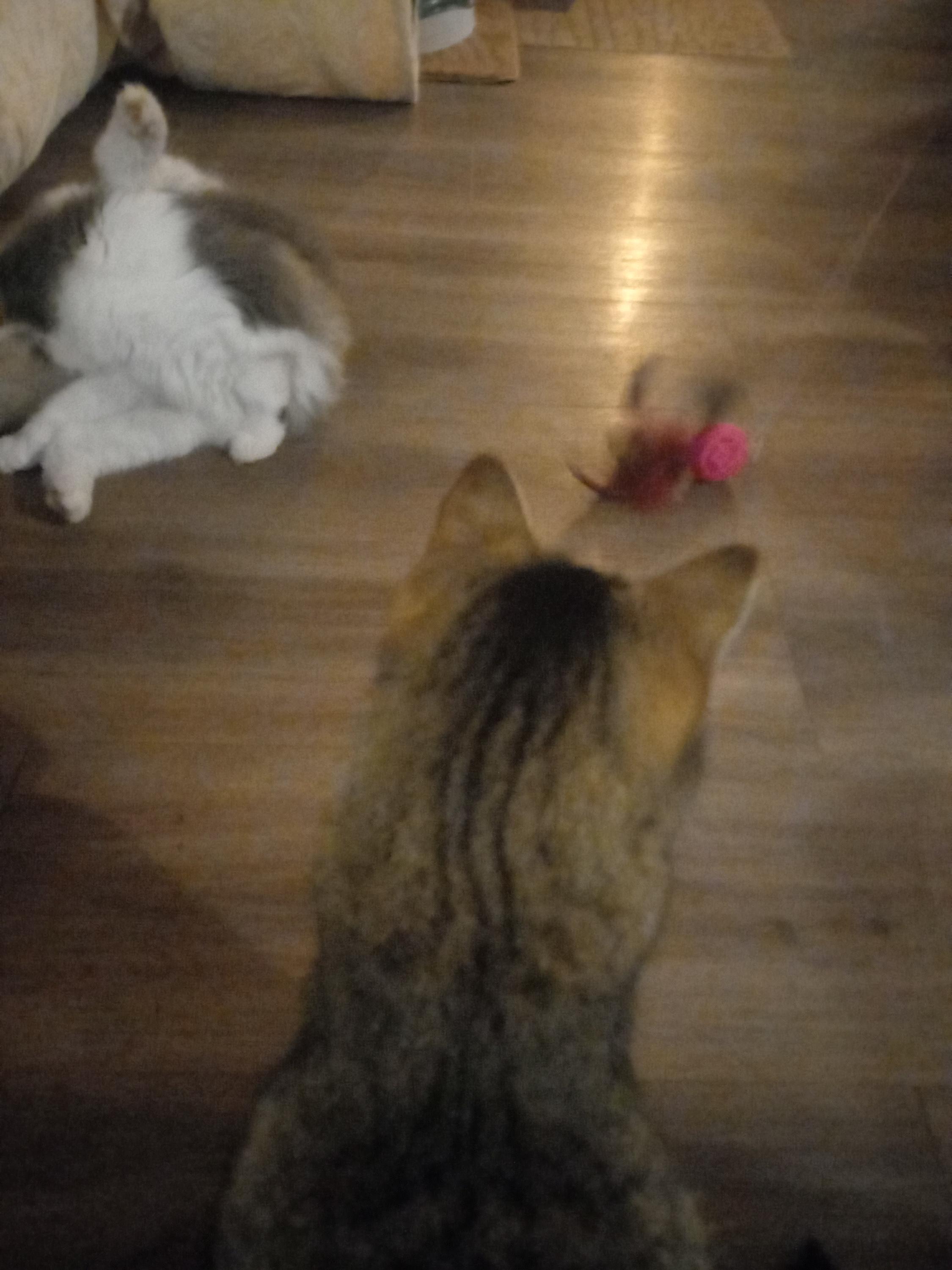 Kočičí kavárna u řeky foto 5