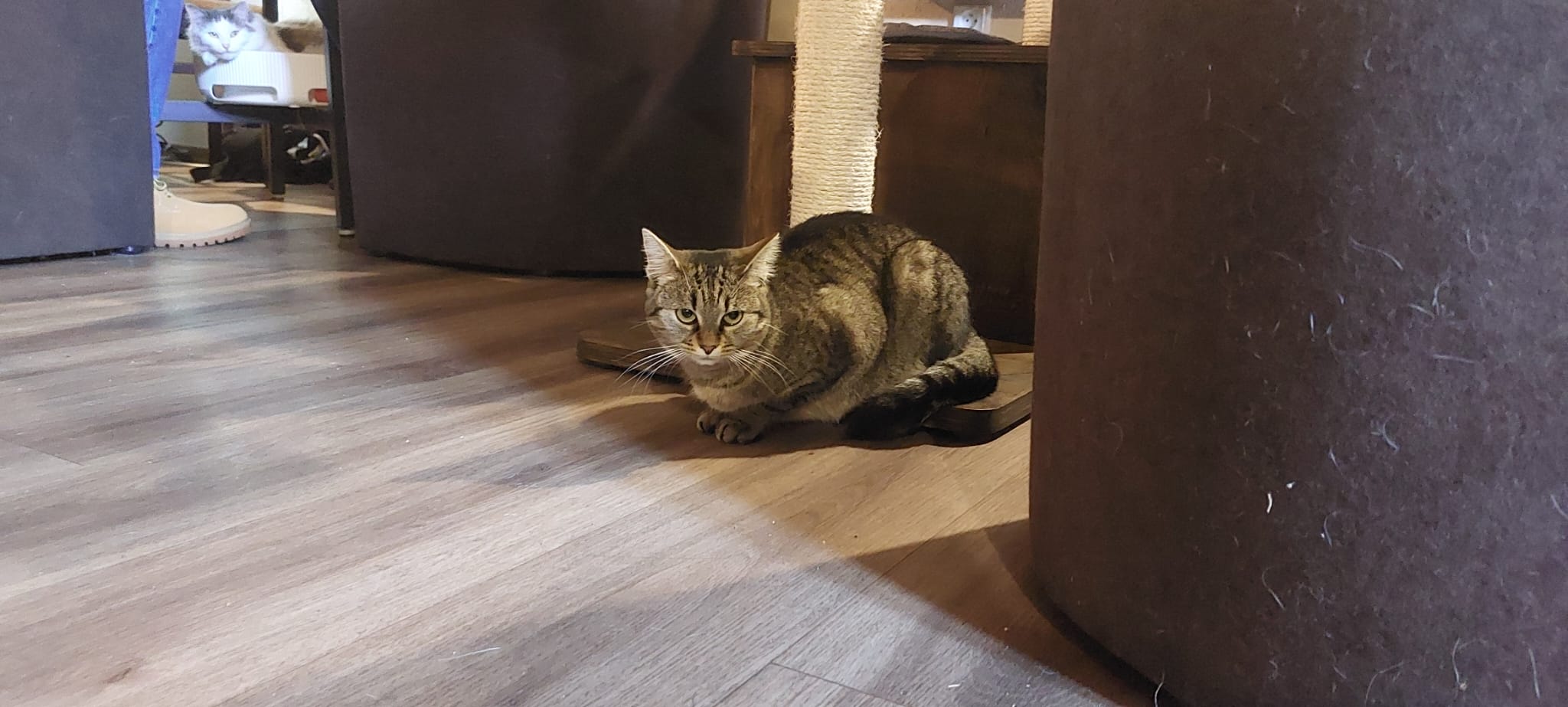 Kočičí kavárna u řeky foto 2