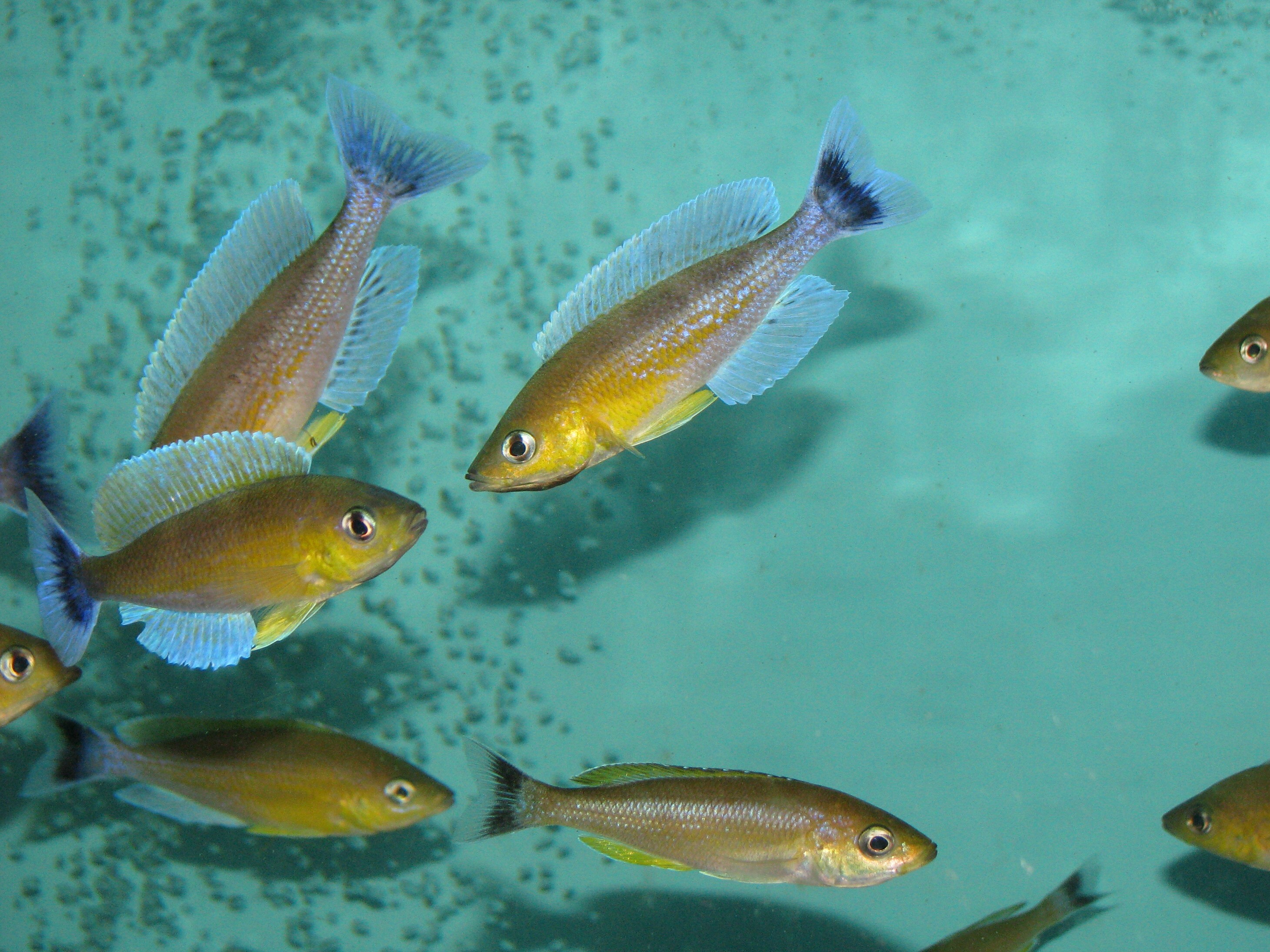 Tanganika Aquarium foto 2