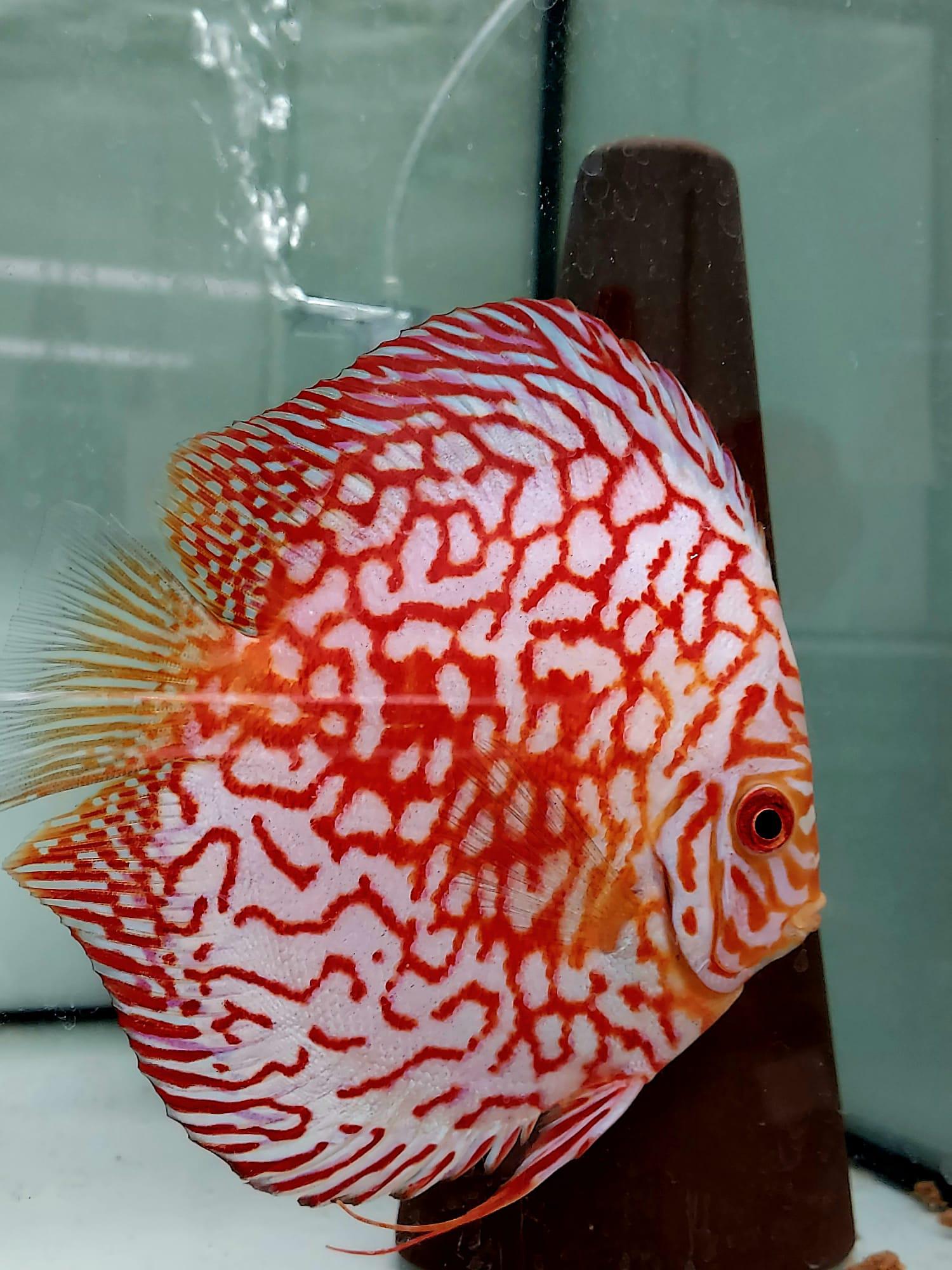 Růžička Discus foto 5