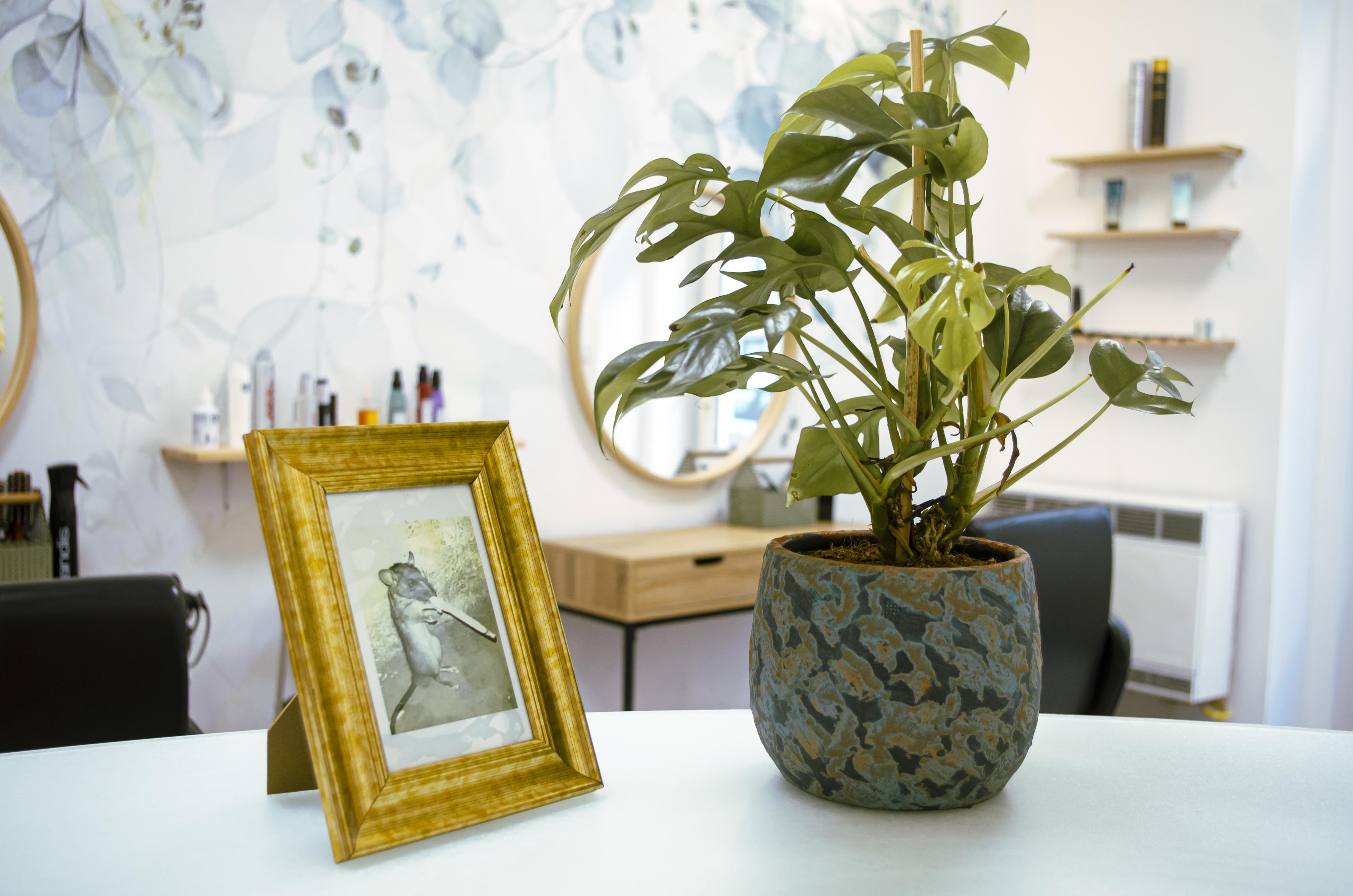 Vlasové studio | Oh My Hair foto 4