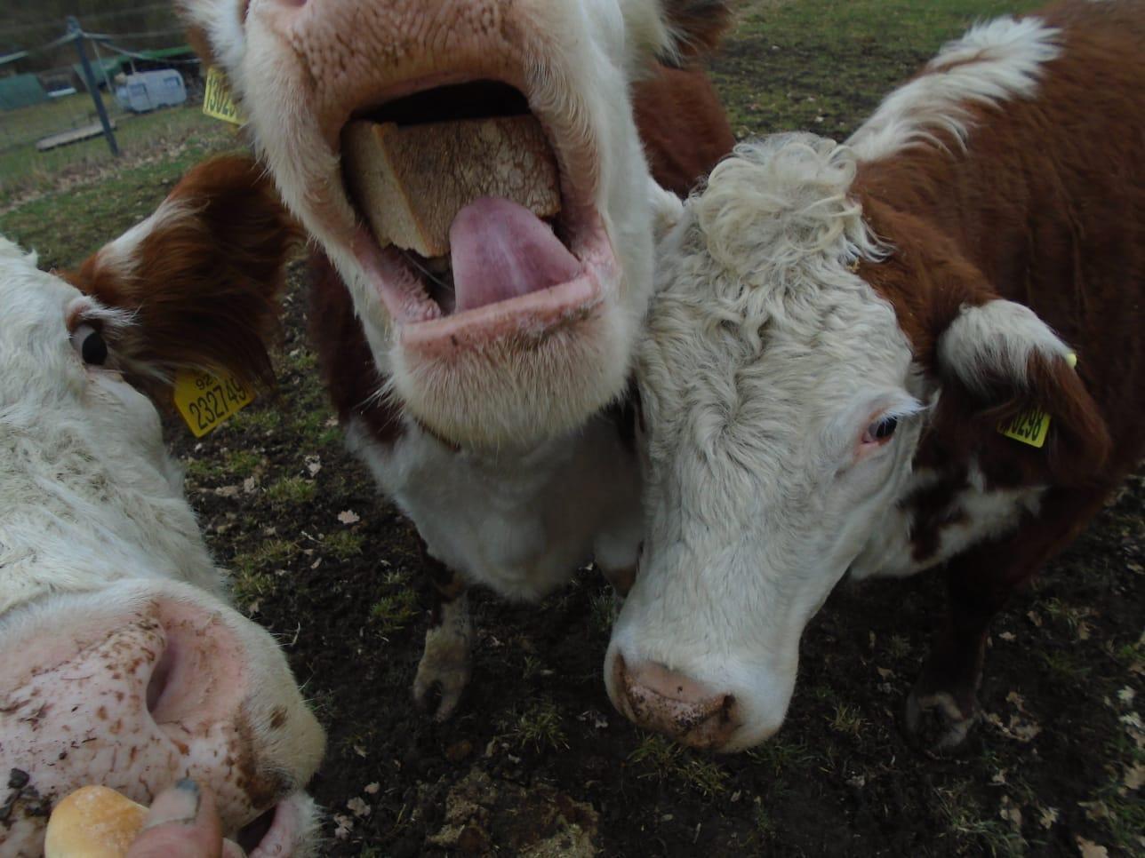 Naše hospodářství Šachov foto 3