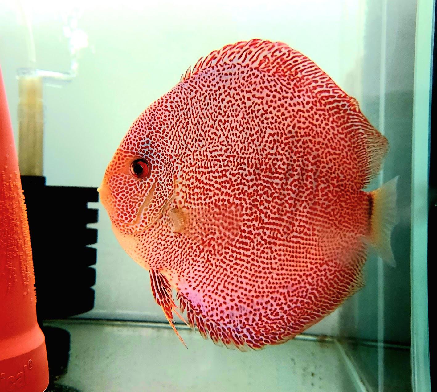 Růžička Discus foto 4
