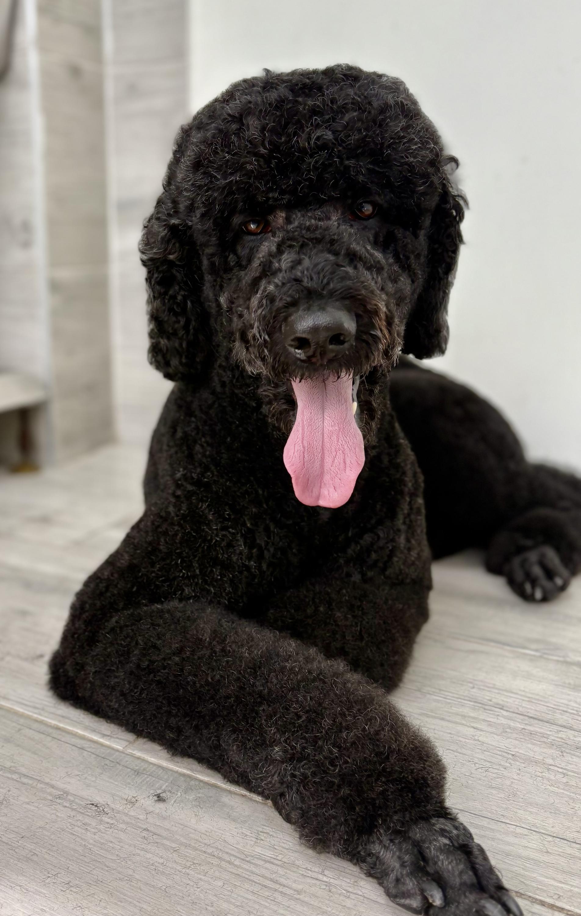 DOG salon Lusy Praha foto 4