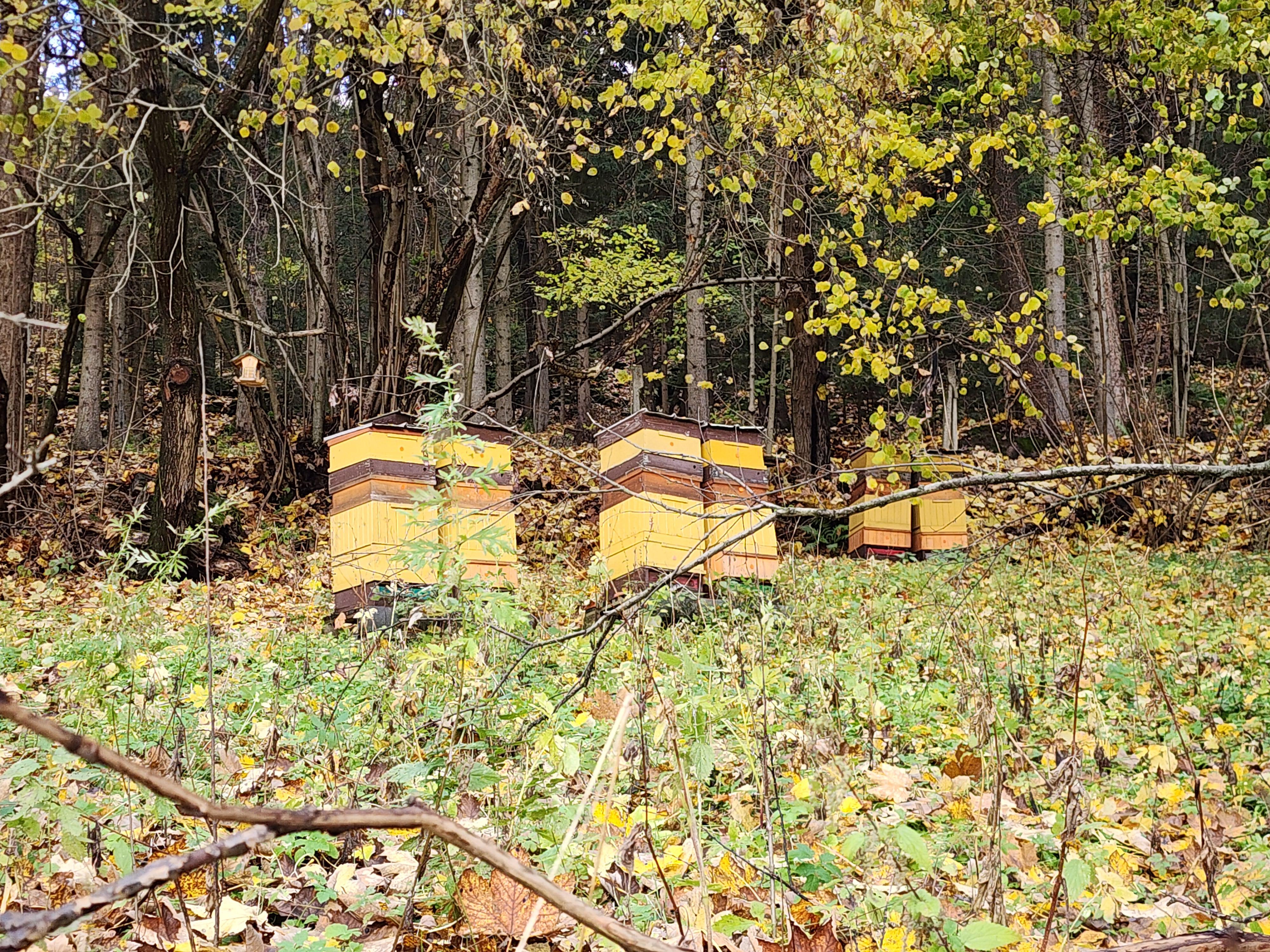 Výzkumný ústav včelařský - Pokusný včelín Pekařov foto 4