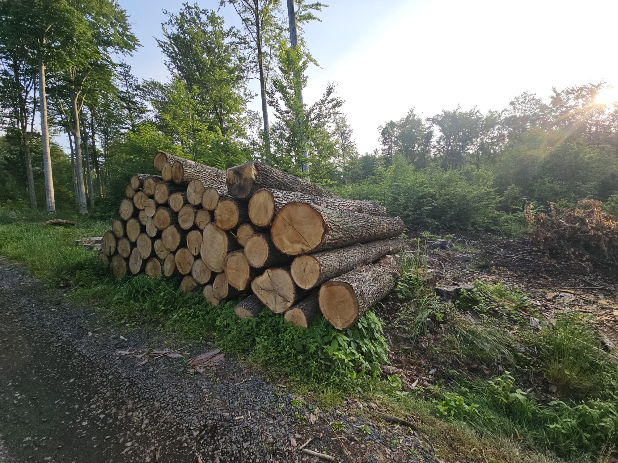 Palivové dřevo Litvínov foto 3