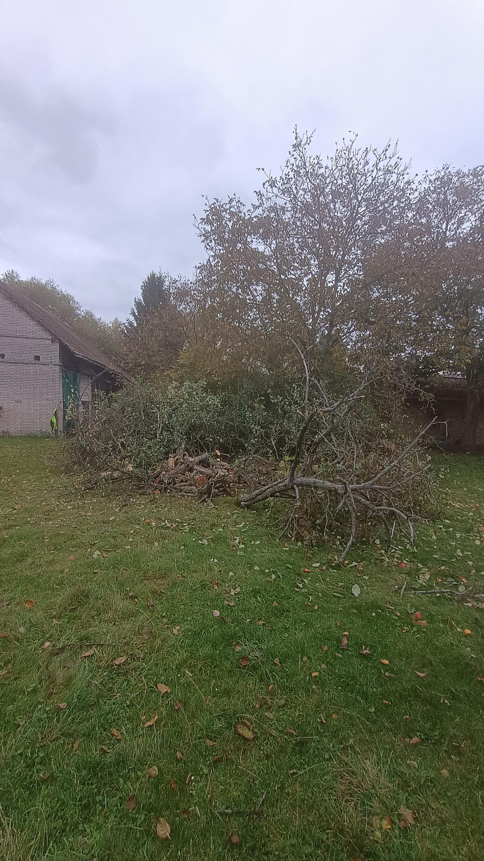 Vlastimil Illner - rizikové kácení foto 5