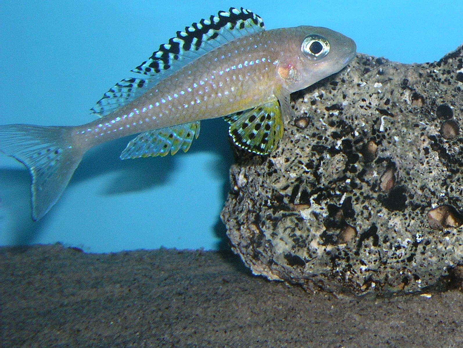 Tanganika Aquarium foto 3