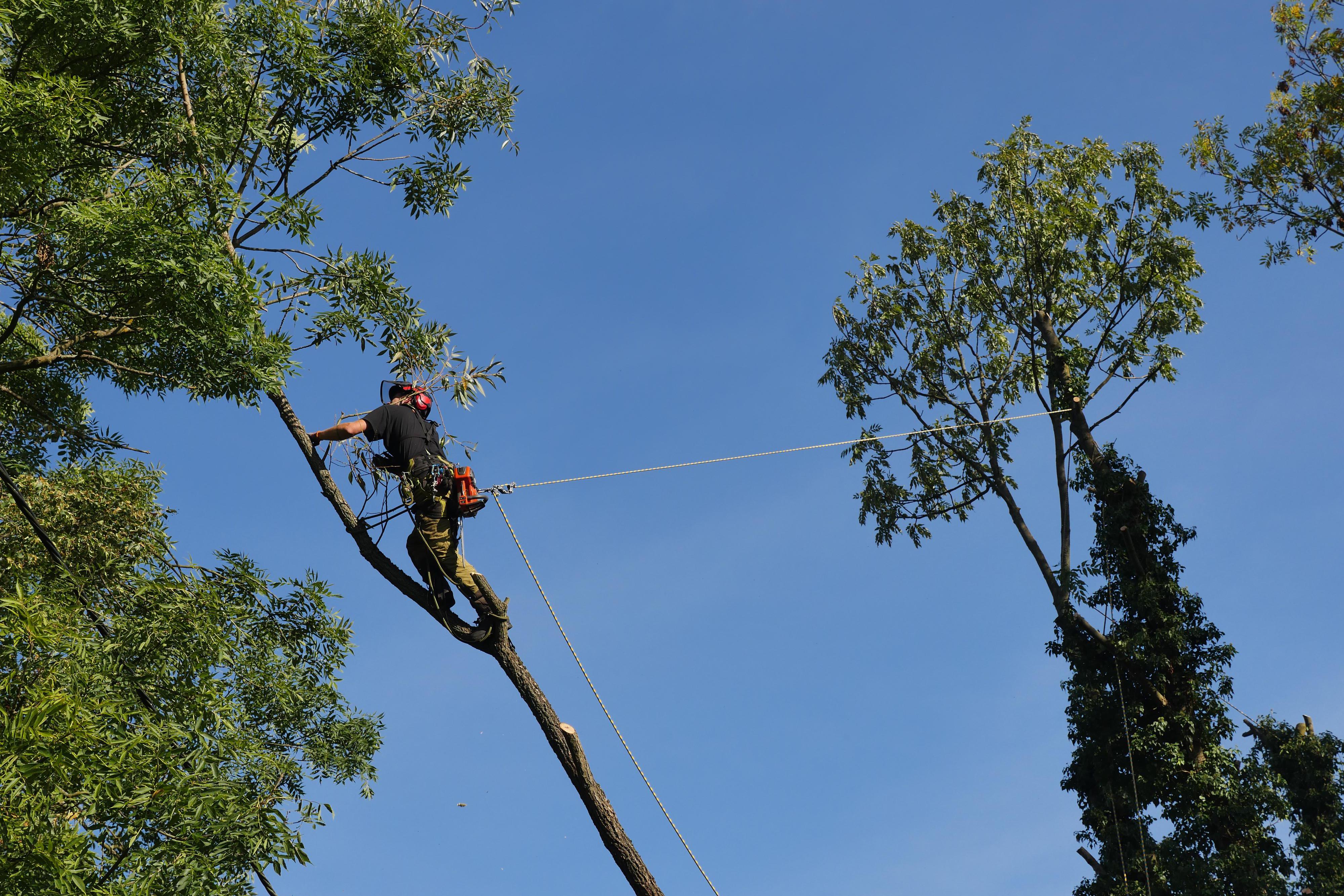 Peče o stromy Beneš