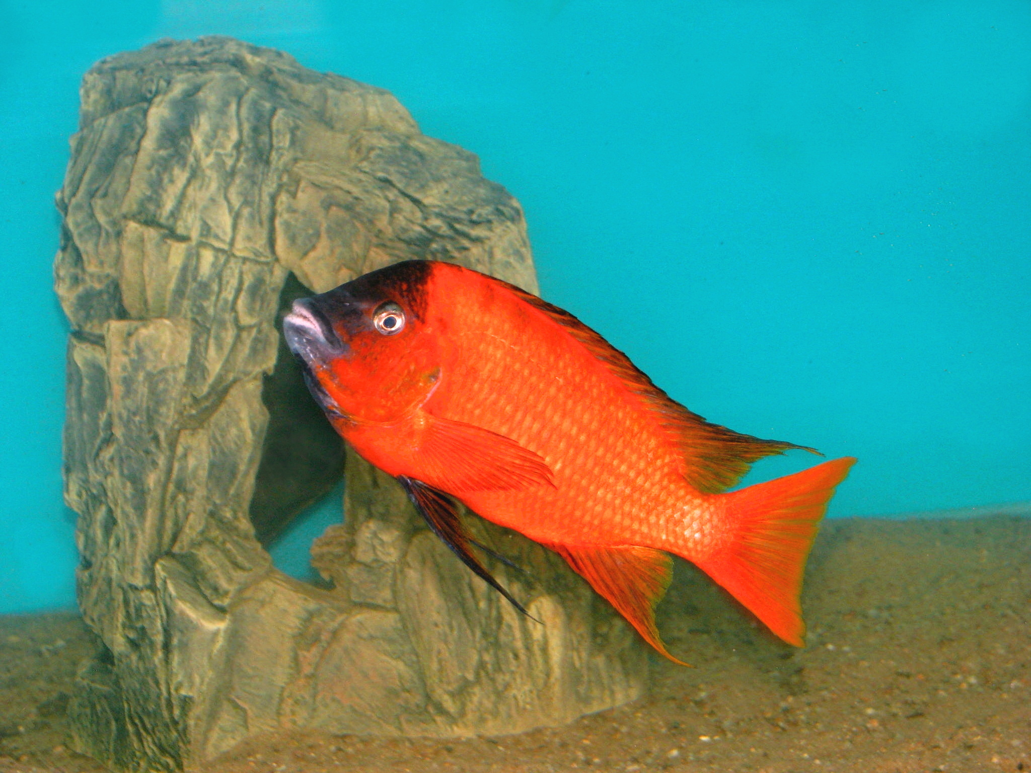 Tanganika Aquarium foto 3