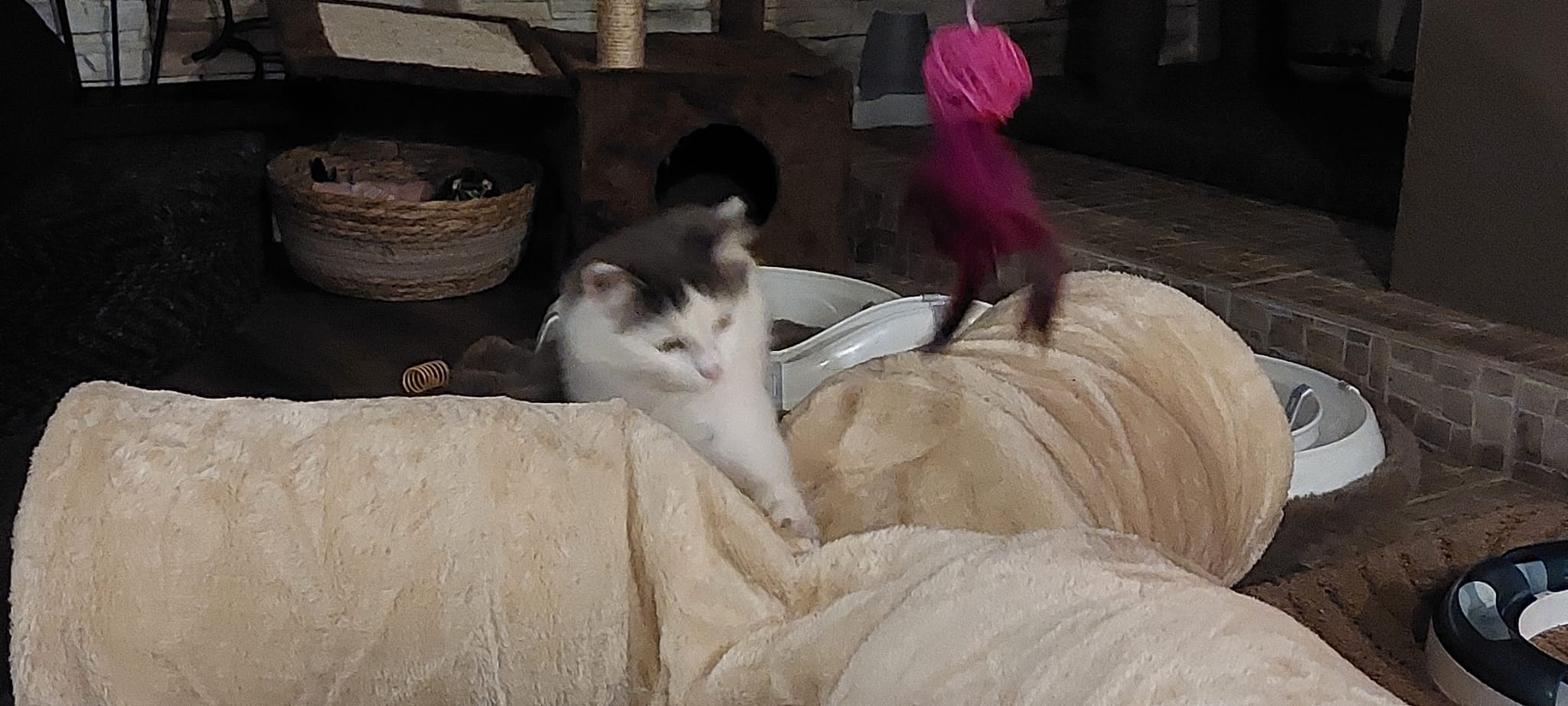 Kočičí kavárna u řeky foto 1