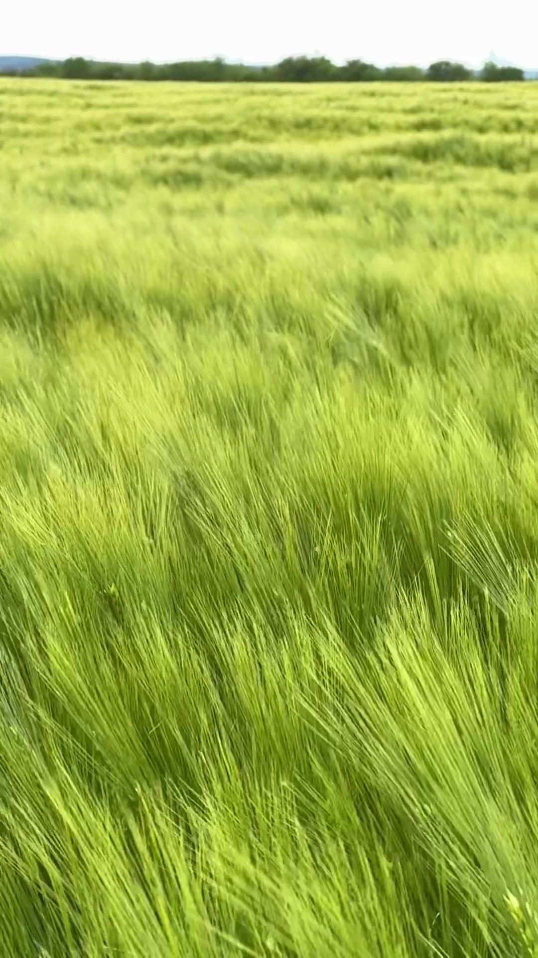 Ondřej Suk - rostlinná výroba, pronájem obytných vozů foto 2 (náhled videa)