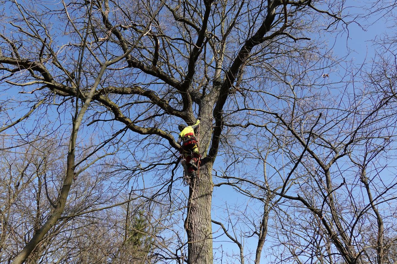 Kácení a prořez dřevin Jiří Anderle