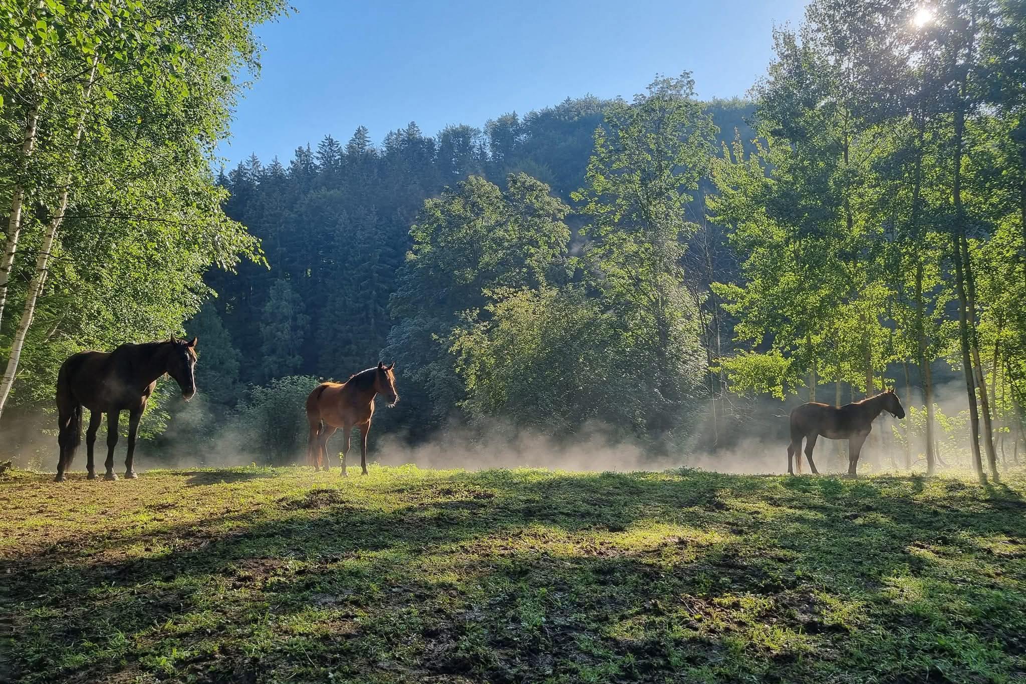 Koní Ráj Jeseníky
