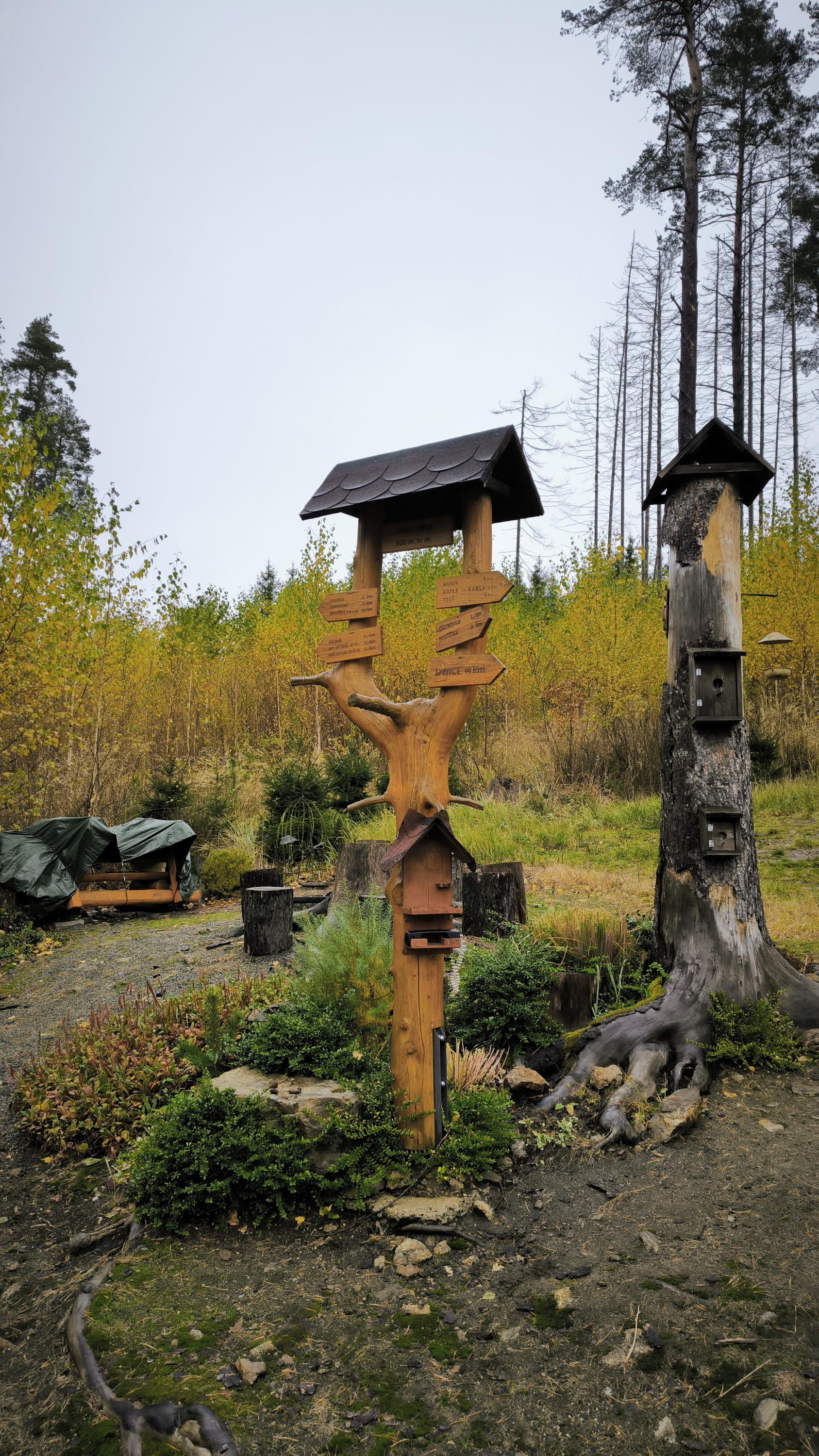 Lesní bufík foto 5