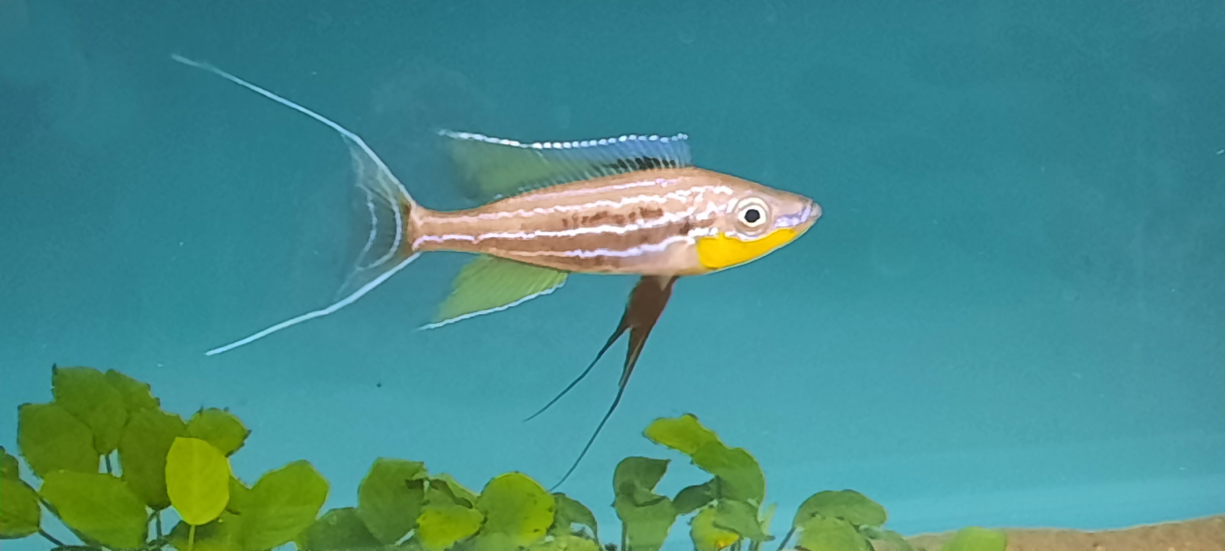 Tanganika Aquarium foto 5