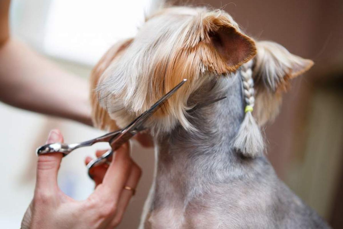 DOG salon Lusy Praha