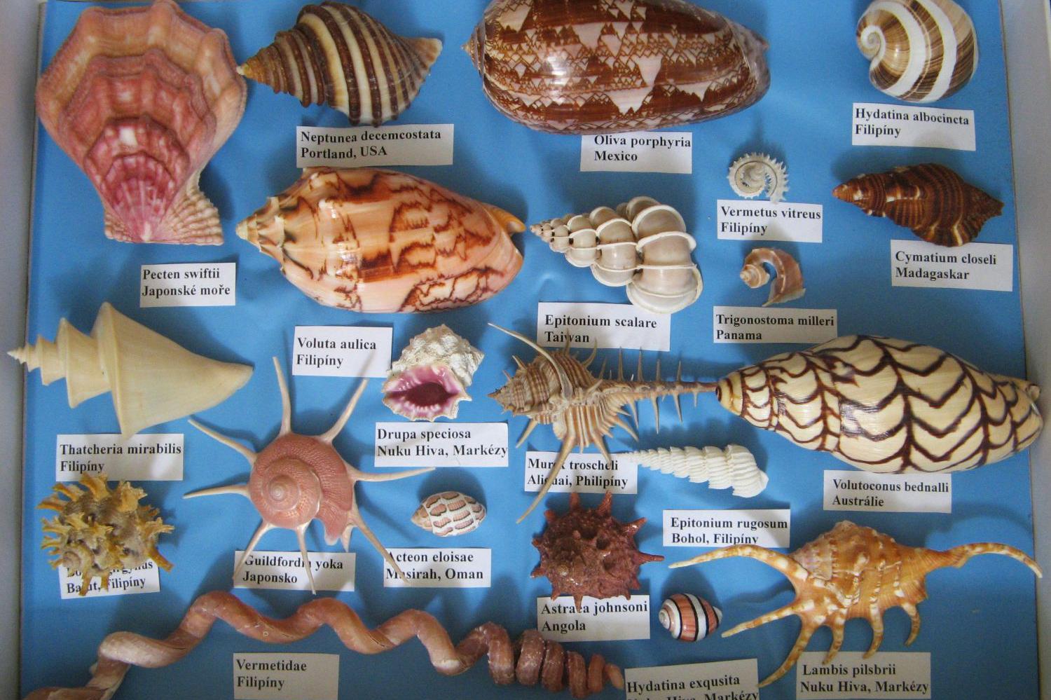 Český klub sběratelů lastur foto 1