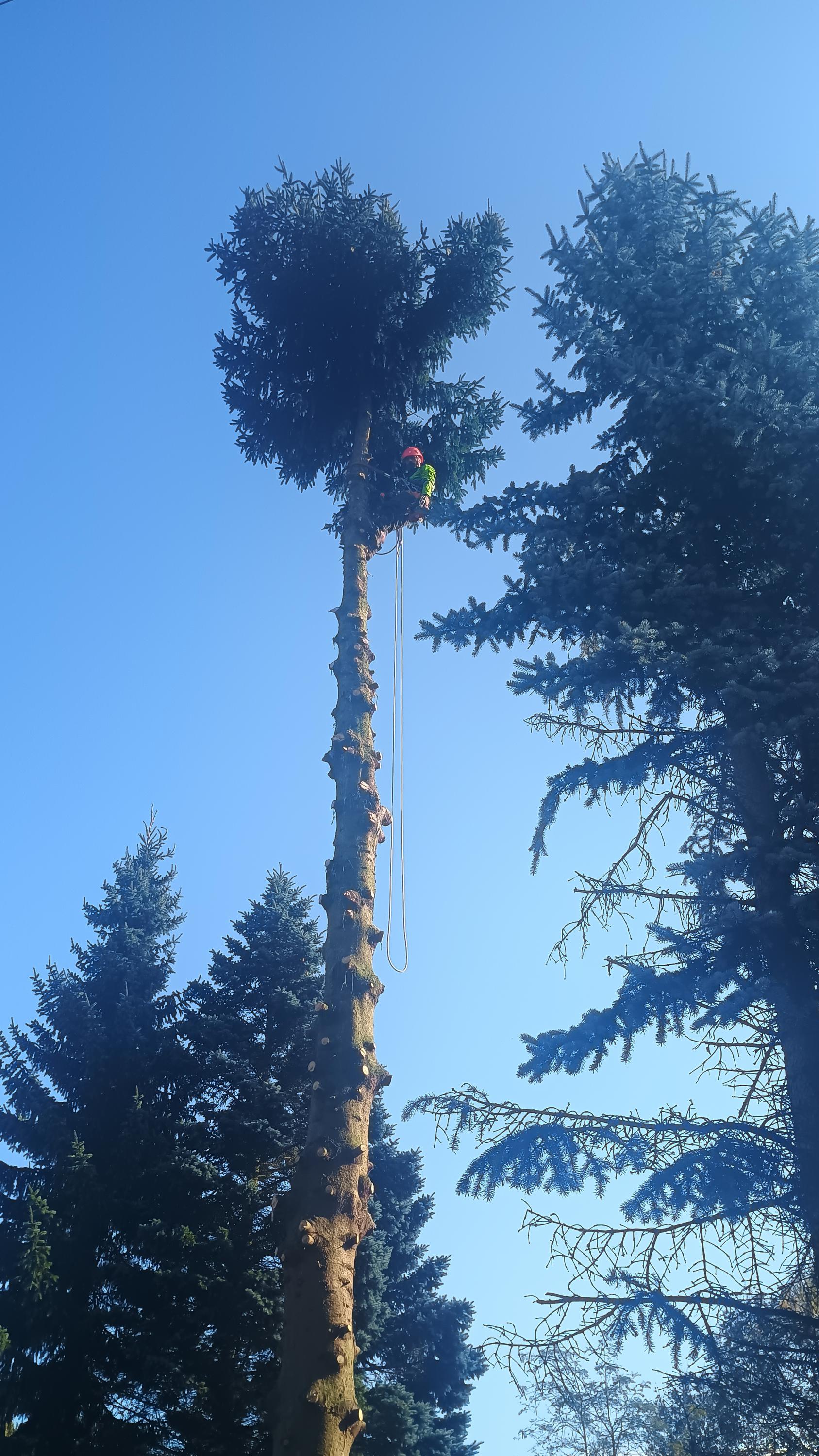 Vlastimil Illner - rizikové kácení foto 3