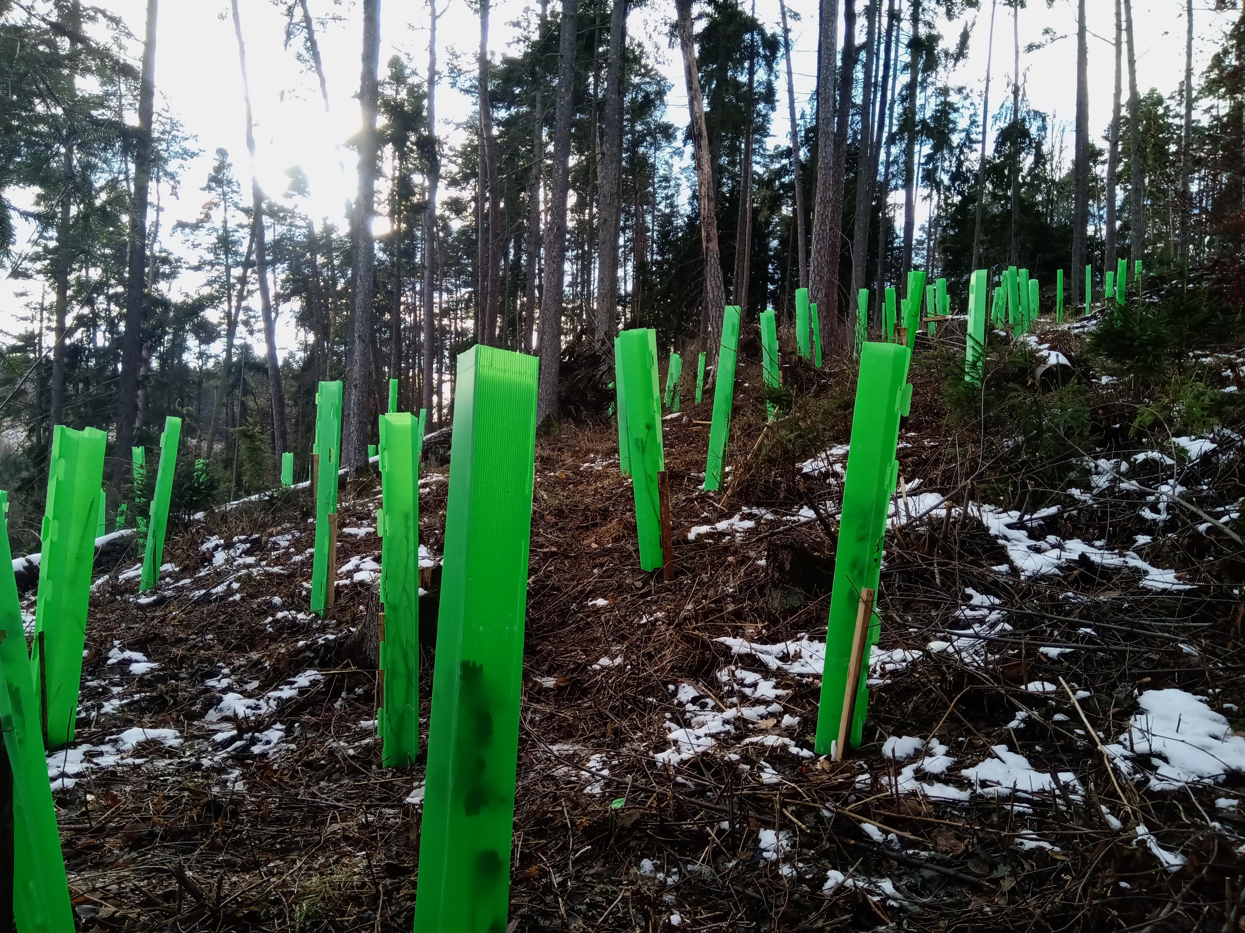 Lesní práce - Obnovles foto 5