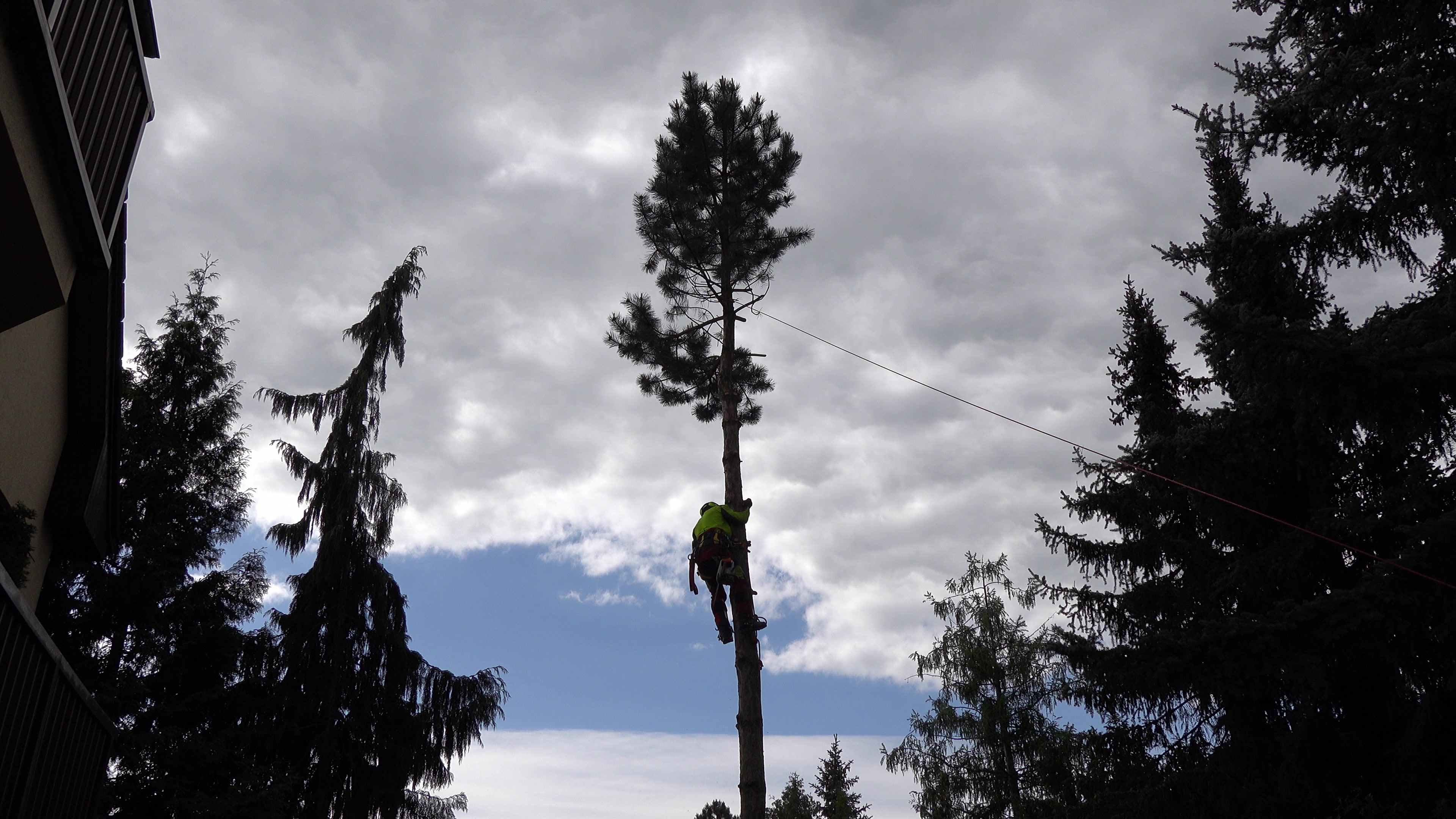 Kácení a prořez dřevin Jiří Anderle foto 2 (náhled videa)