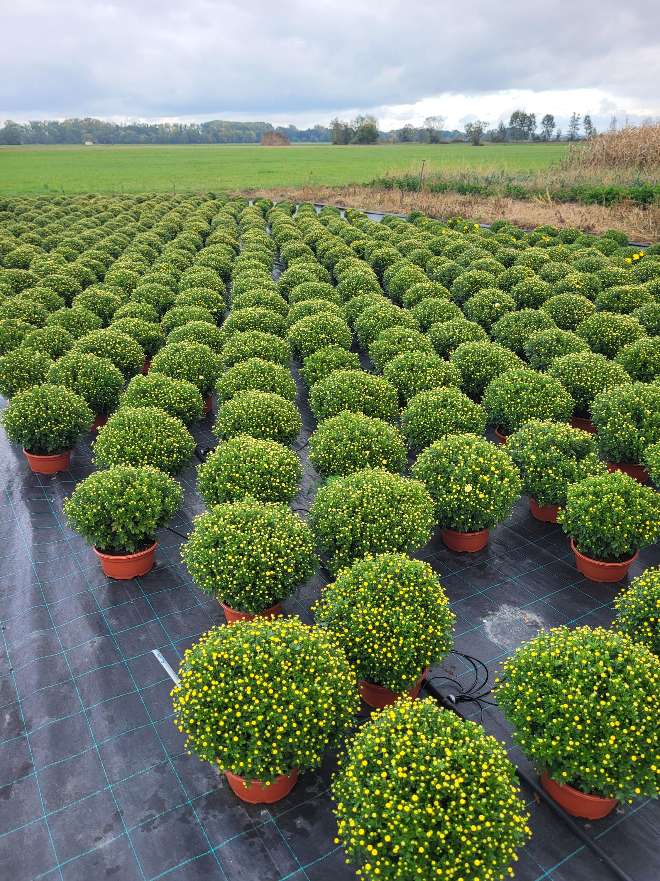 Zahradnictví Bačina - Závlaha foto 2