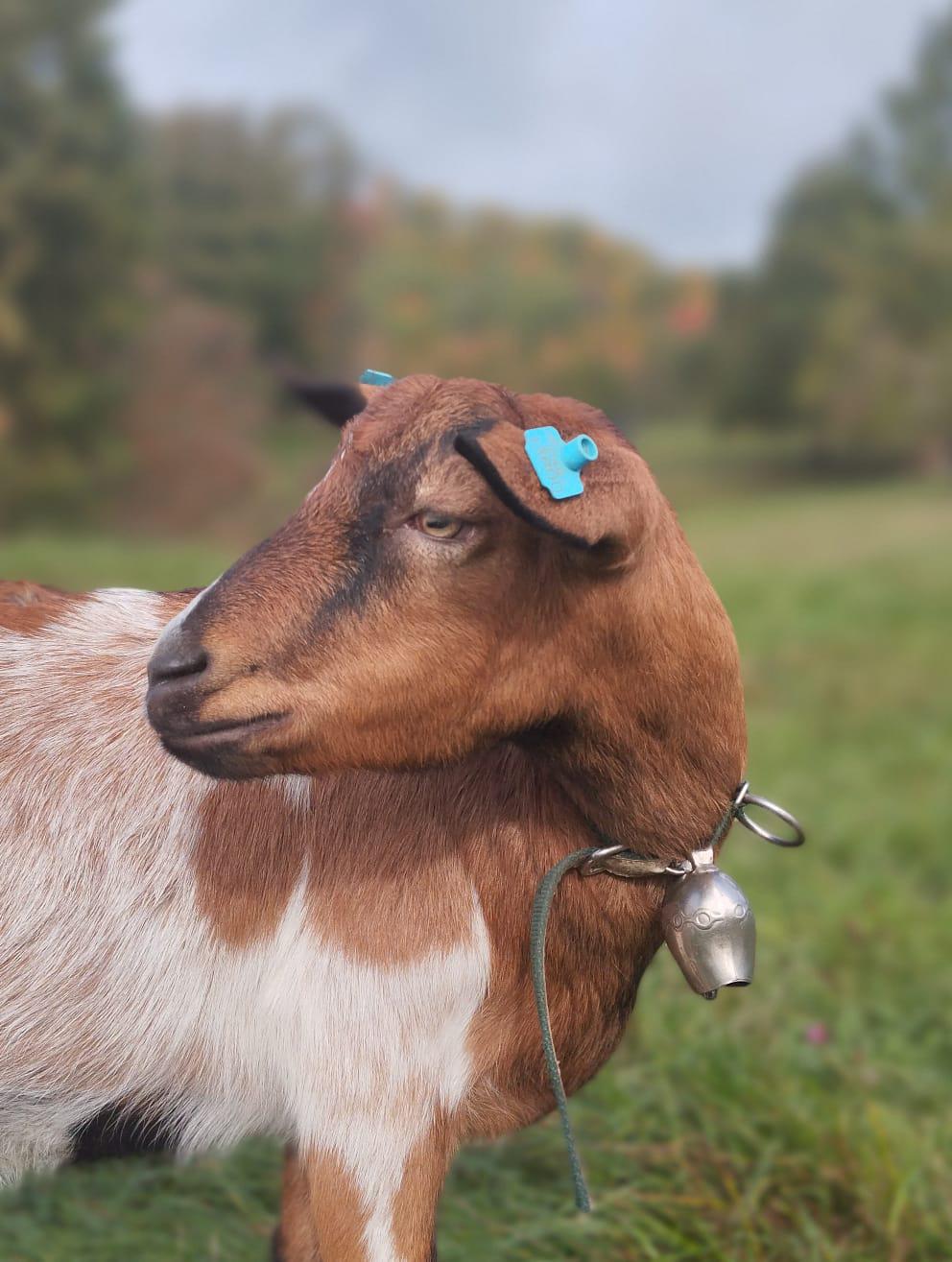 Naše hospodářství Šachov foto 1