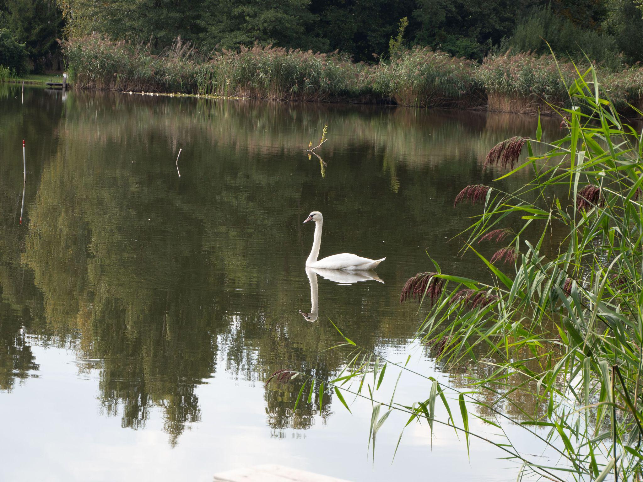 Jezero kapřák foto 4