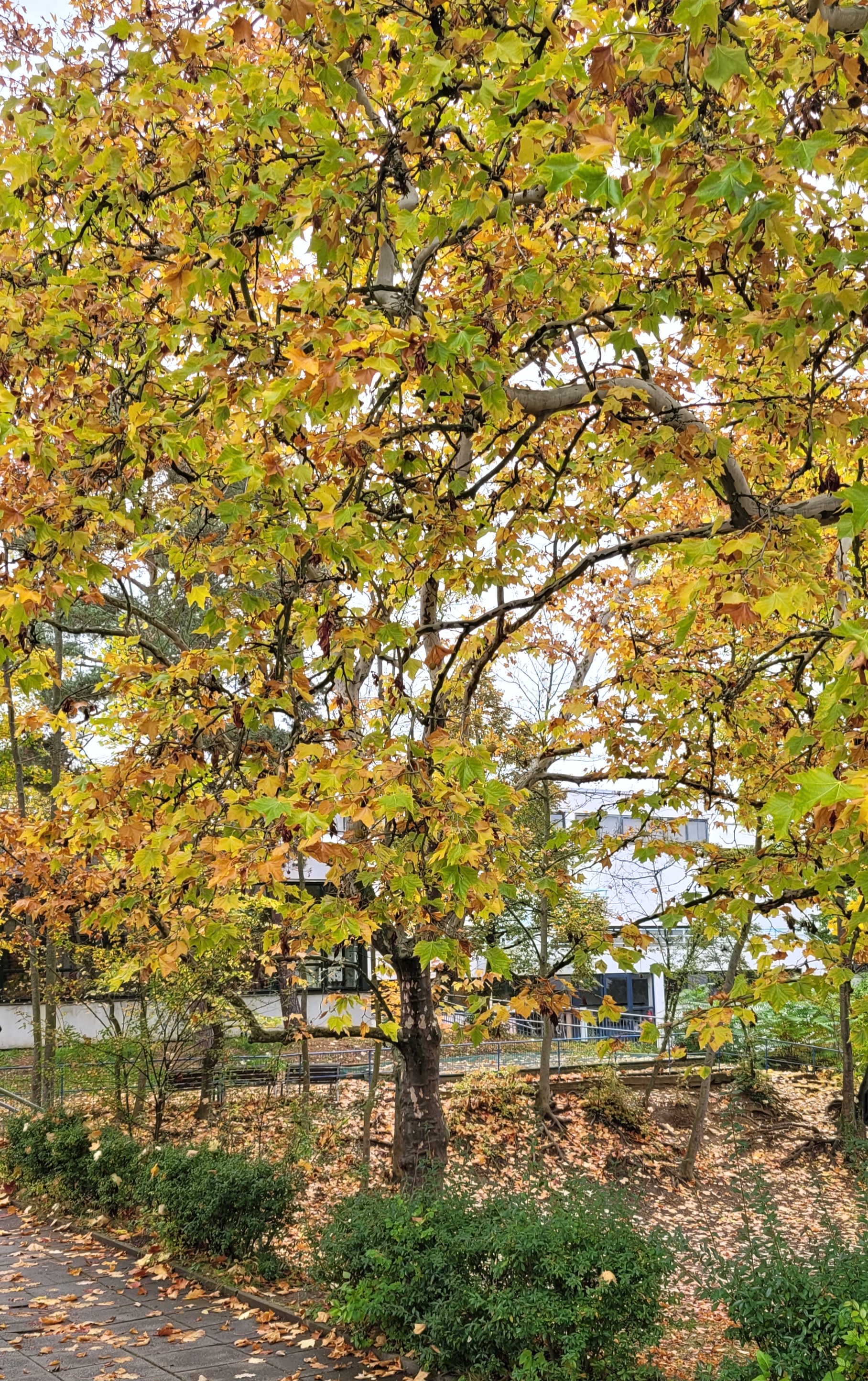 ZŠ a MŠ Praha 6, Bílá foto 5