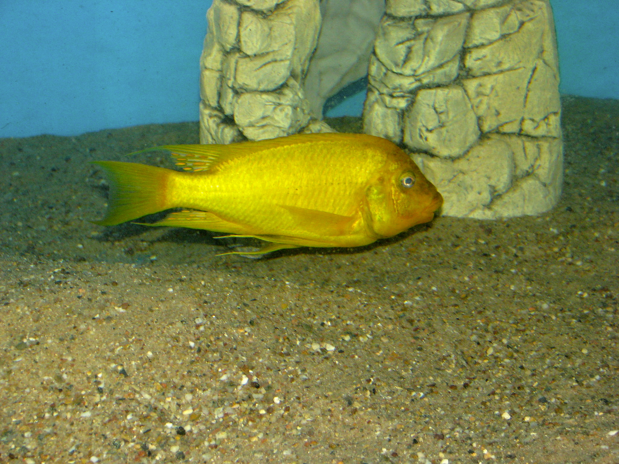 Tanganika Aquarium foto 4