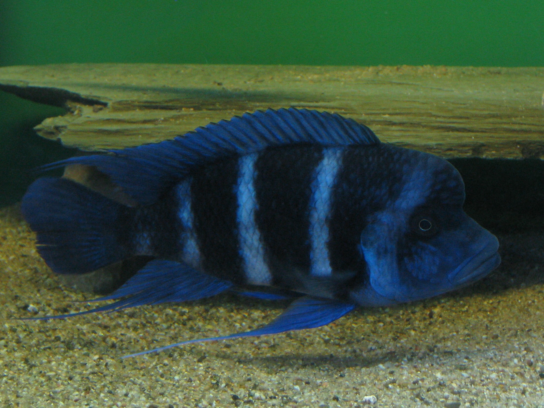 Tanganika Aquarium foto 2