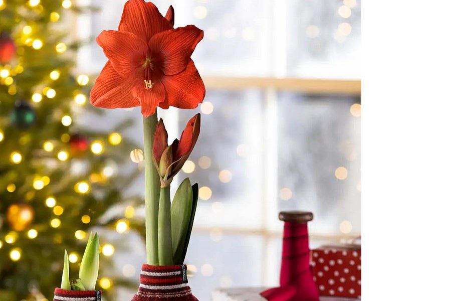 Vánoční amarylky ve vosku - PŘEDPRODEJ.
