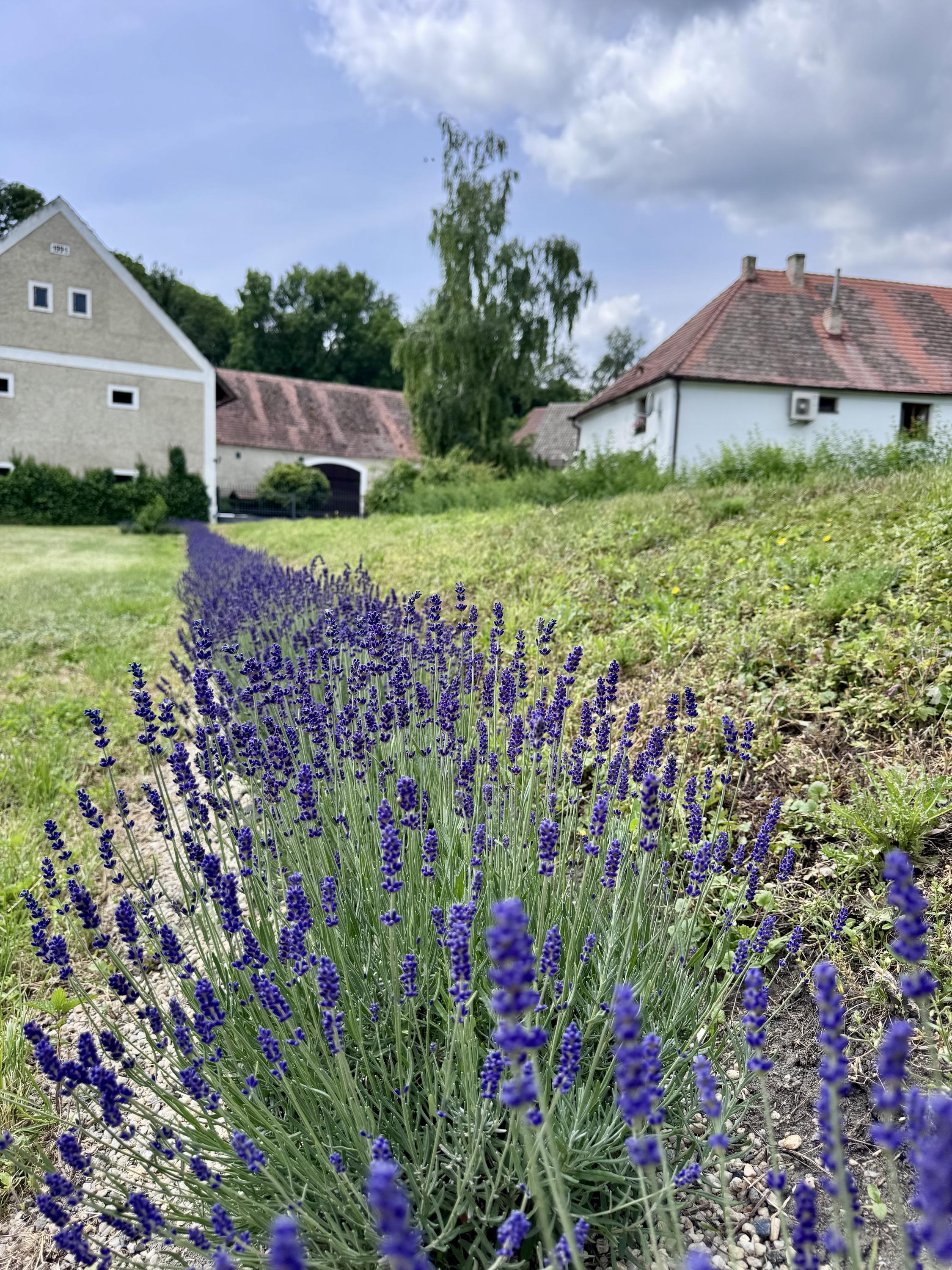 Statek Netovice- Buď beran foto 3