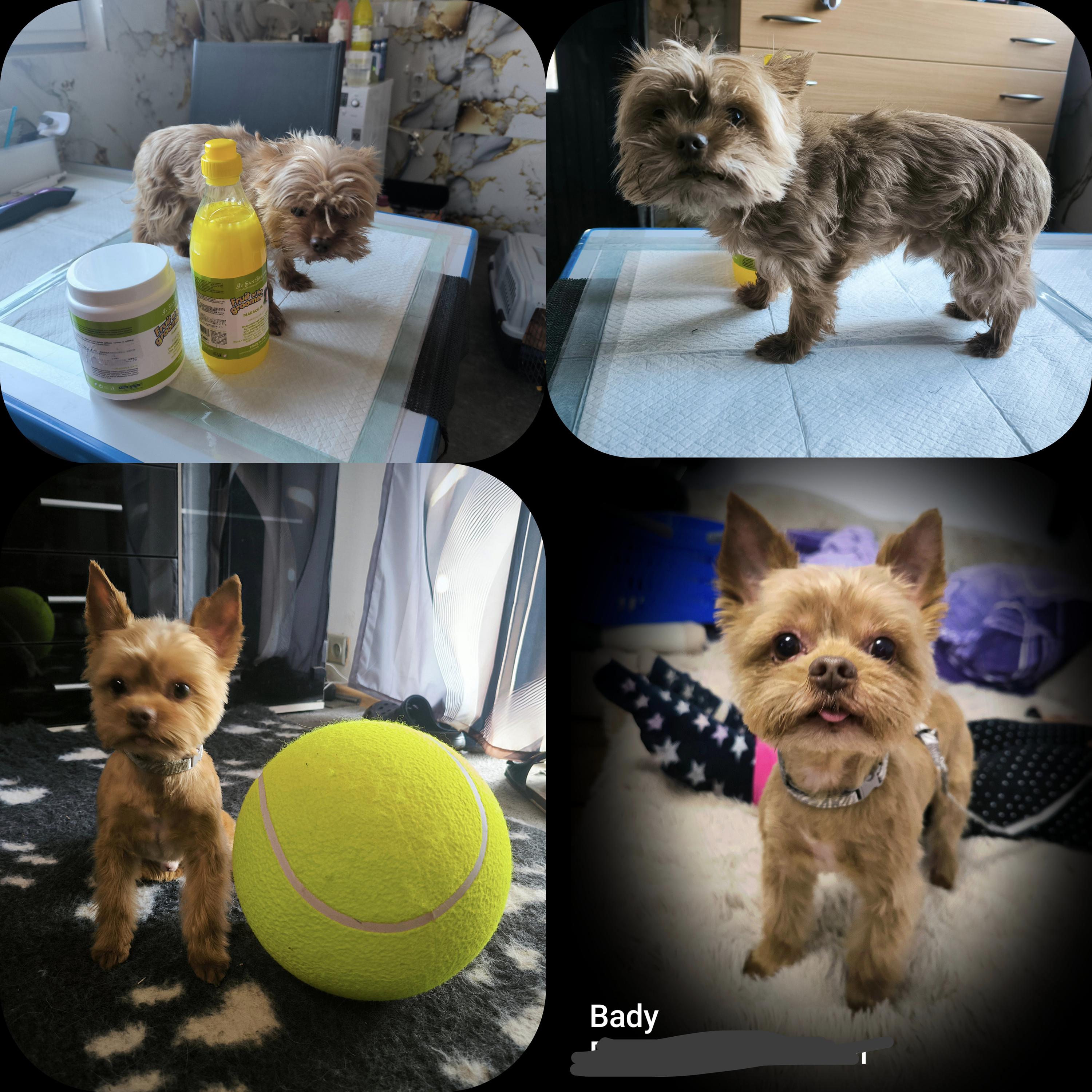 Psí salon HAPPY FREEDOM foto 6