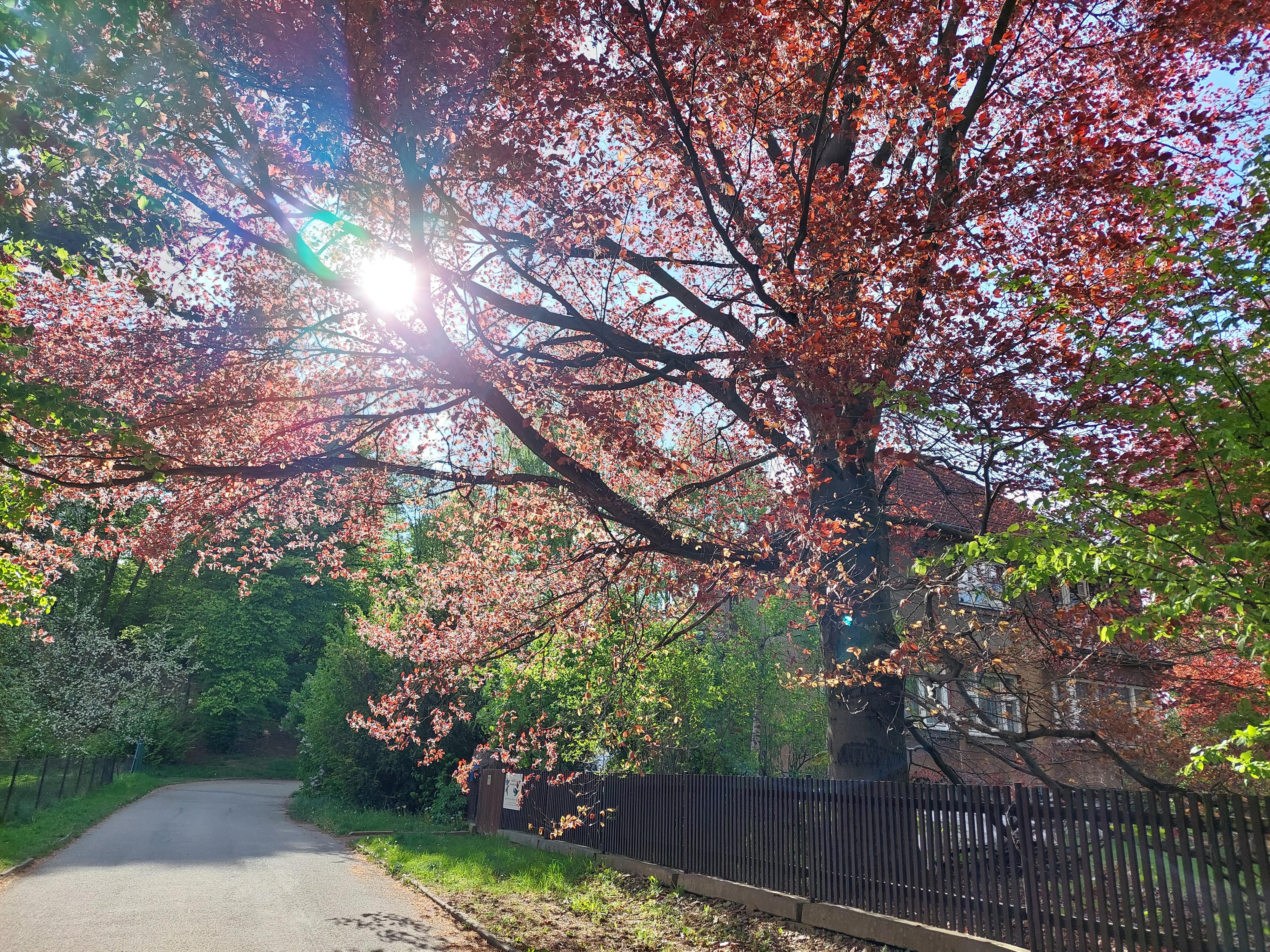 Masáže U Červeného buku foto 4