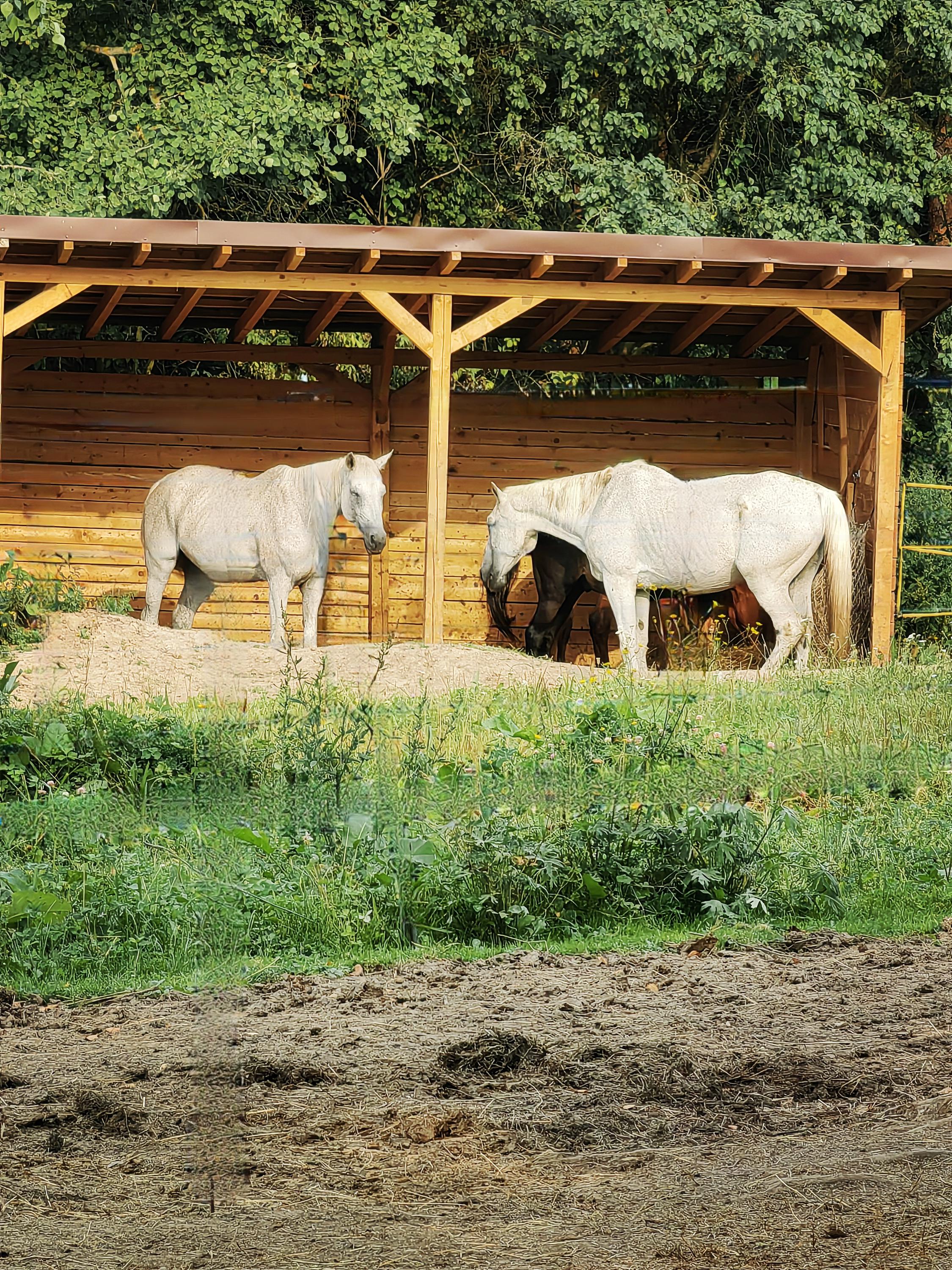 Kocourkov - ranč pod břízami foto 3