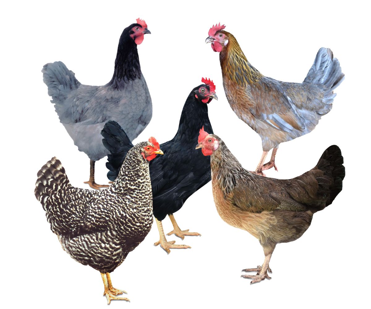 Drůbežárna Hořešovice. s.r.o. - farma Siřejovice foto 3