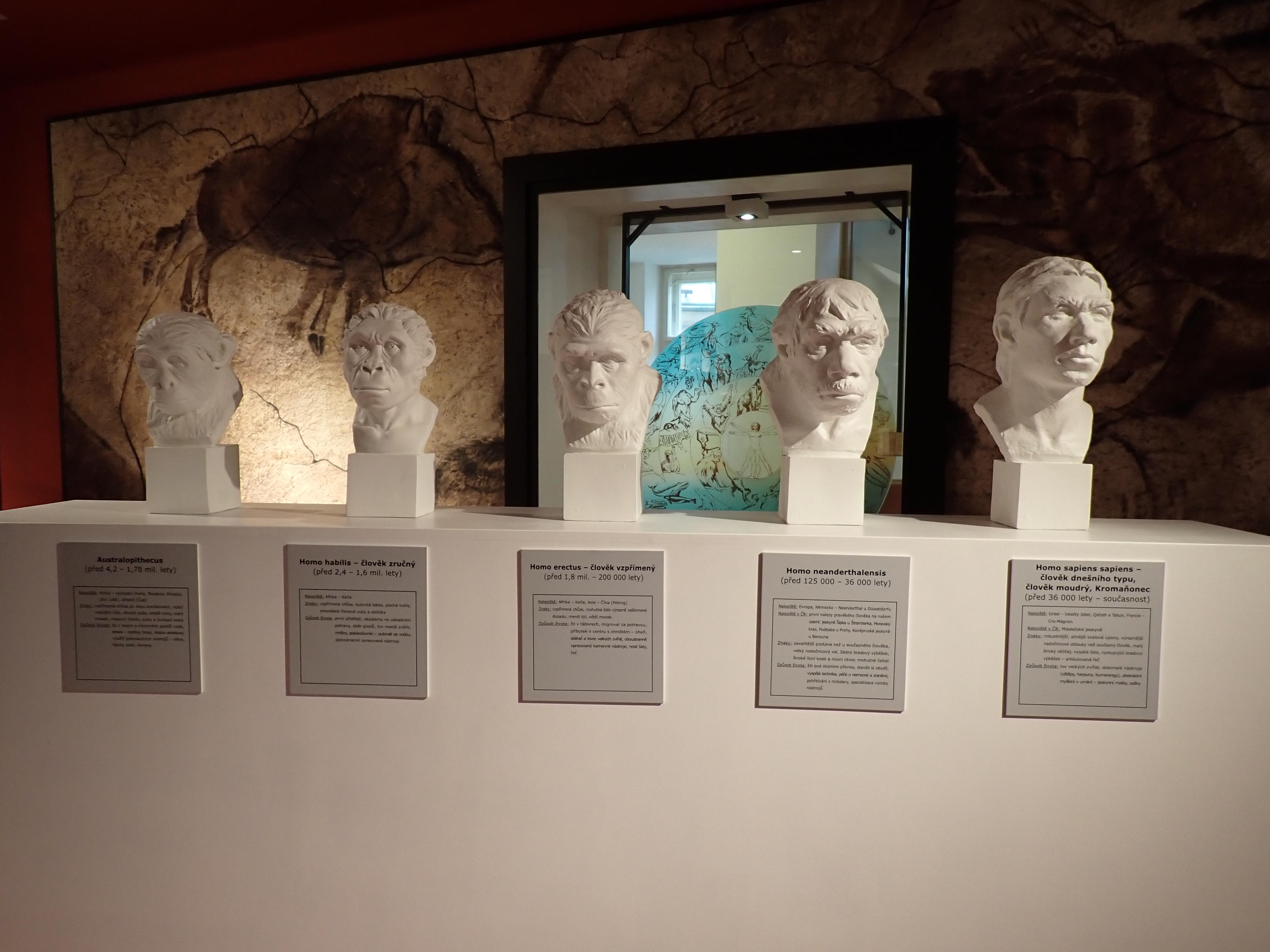 Muzeum dr. Aleše Hrdličky foto 3