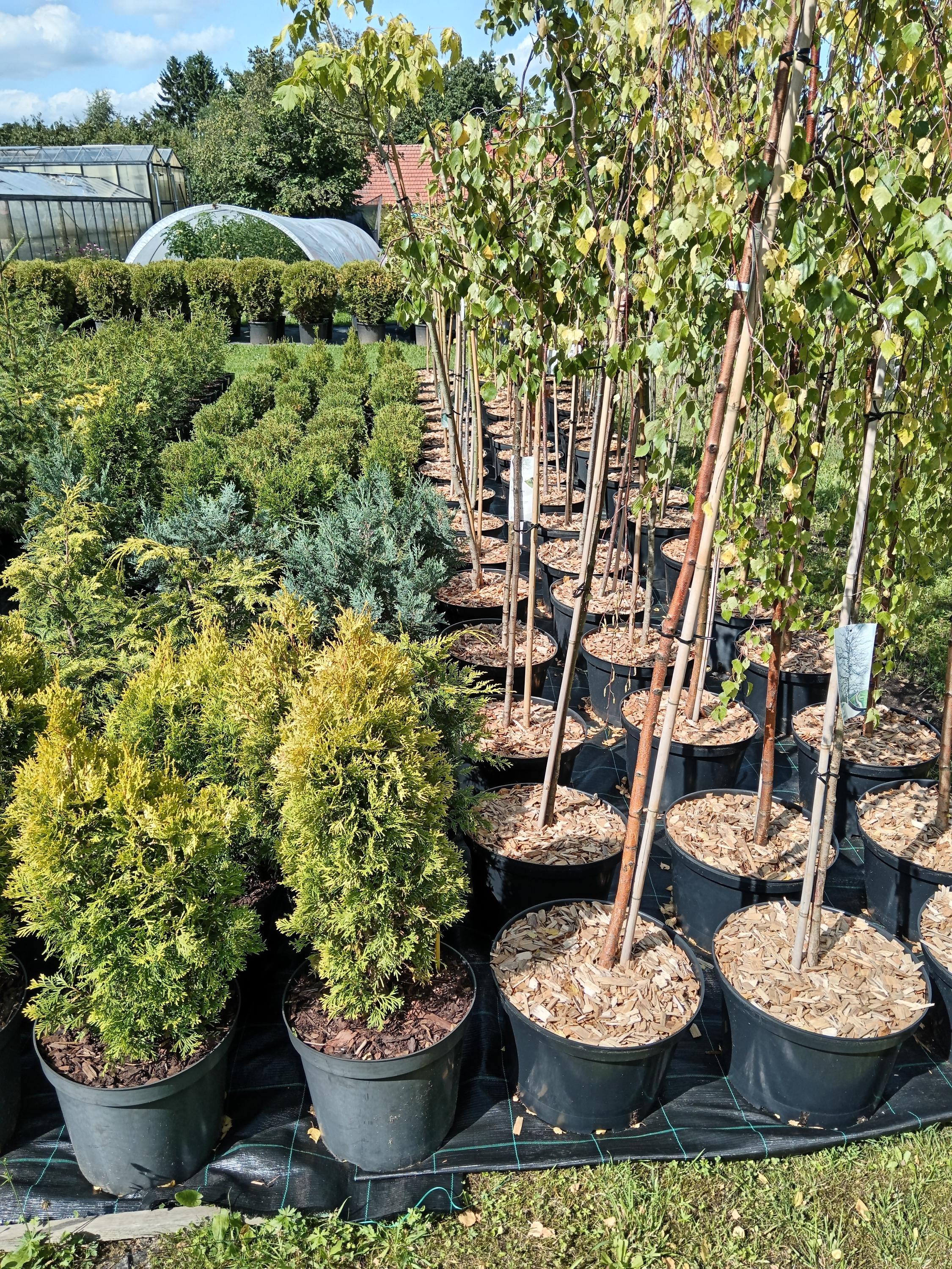 Zahradnictví u Plíhalů foto 1