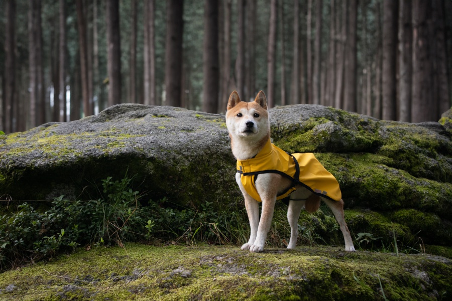 Psí oblečky Samohýl Exclusive