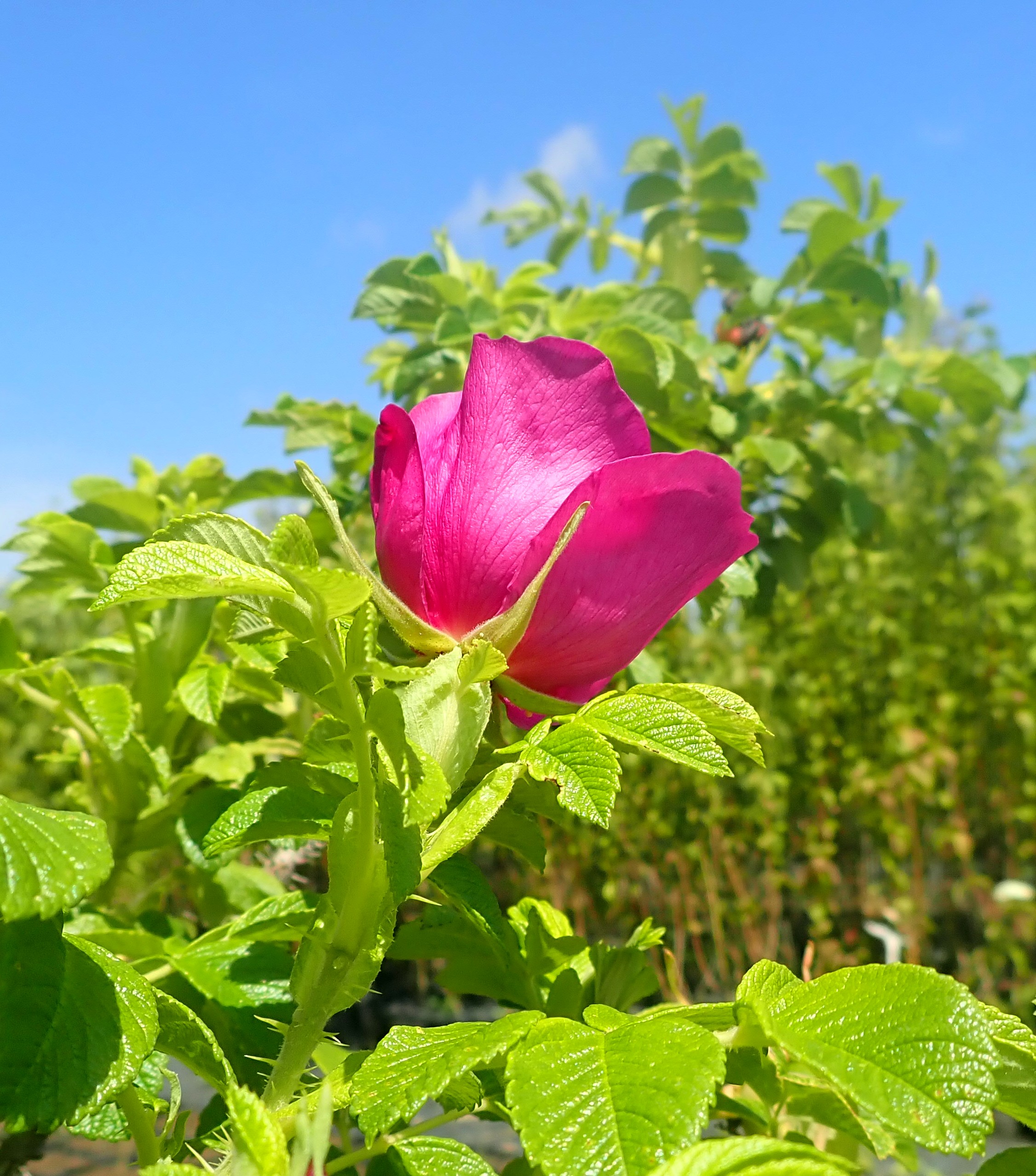 Okrasná školka Záříčí s.r.o. foto 4
