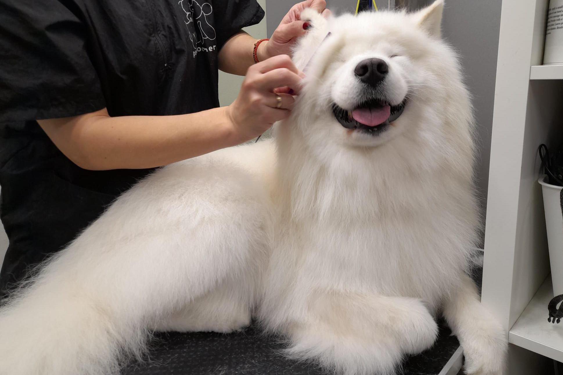 Kompletní úprava pro Samojeda