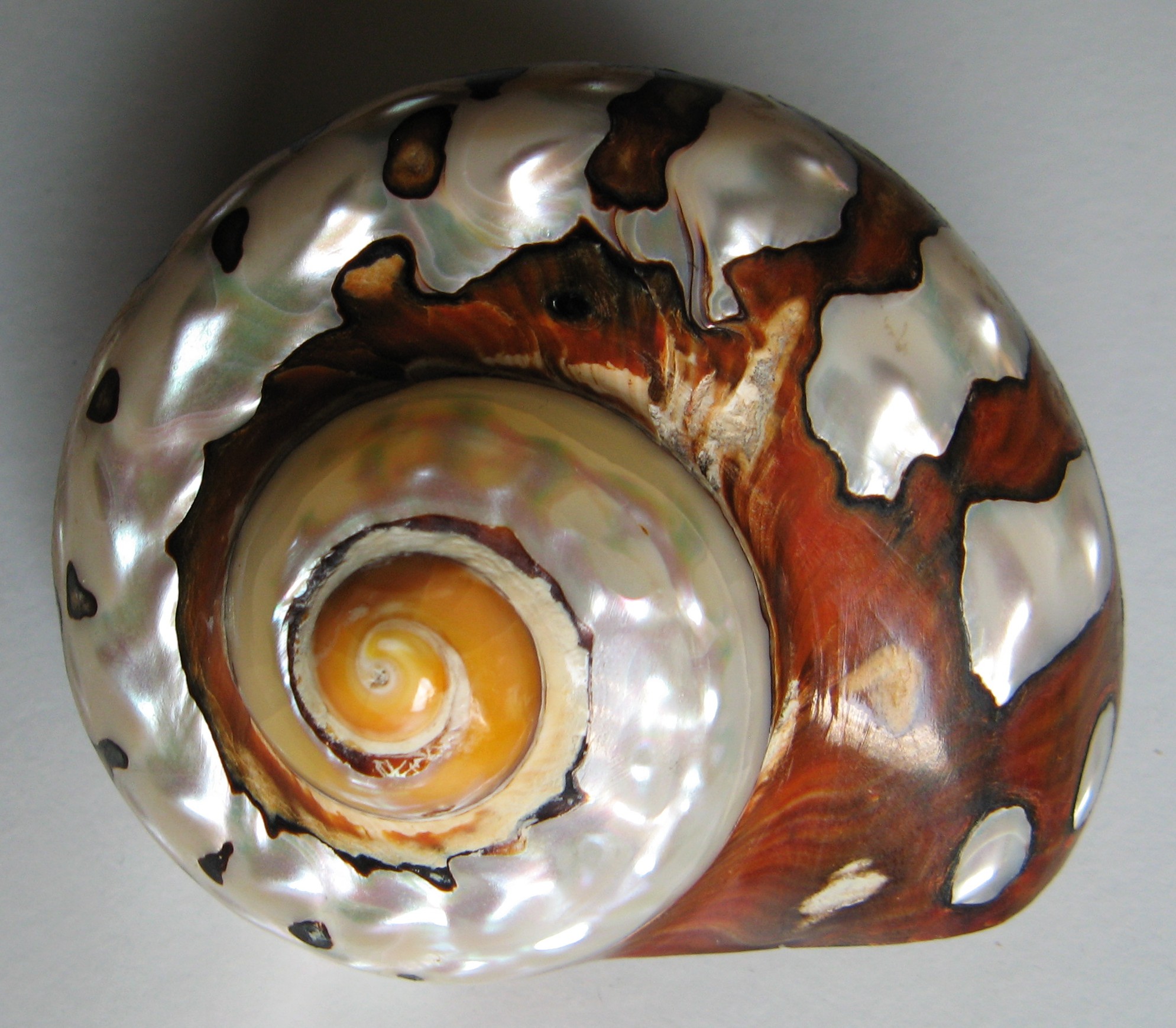 Český klub sběratelů lastur foto 3